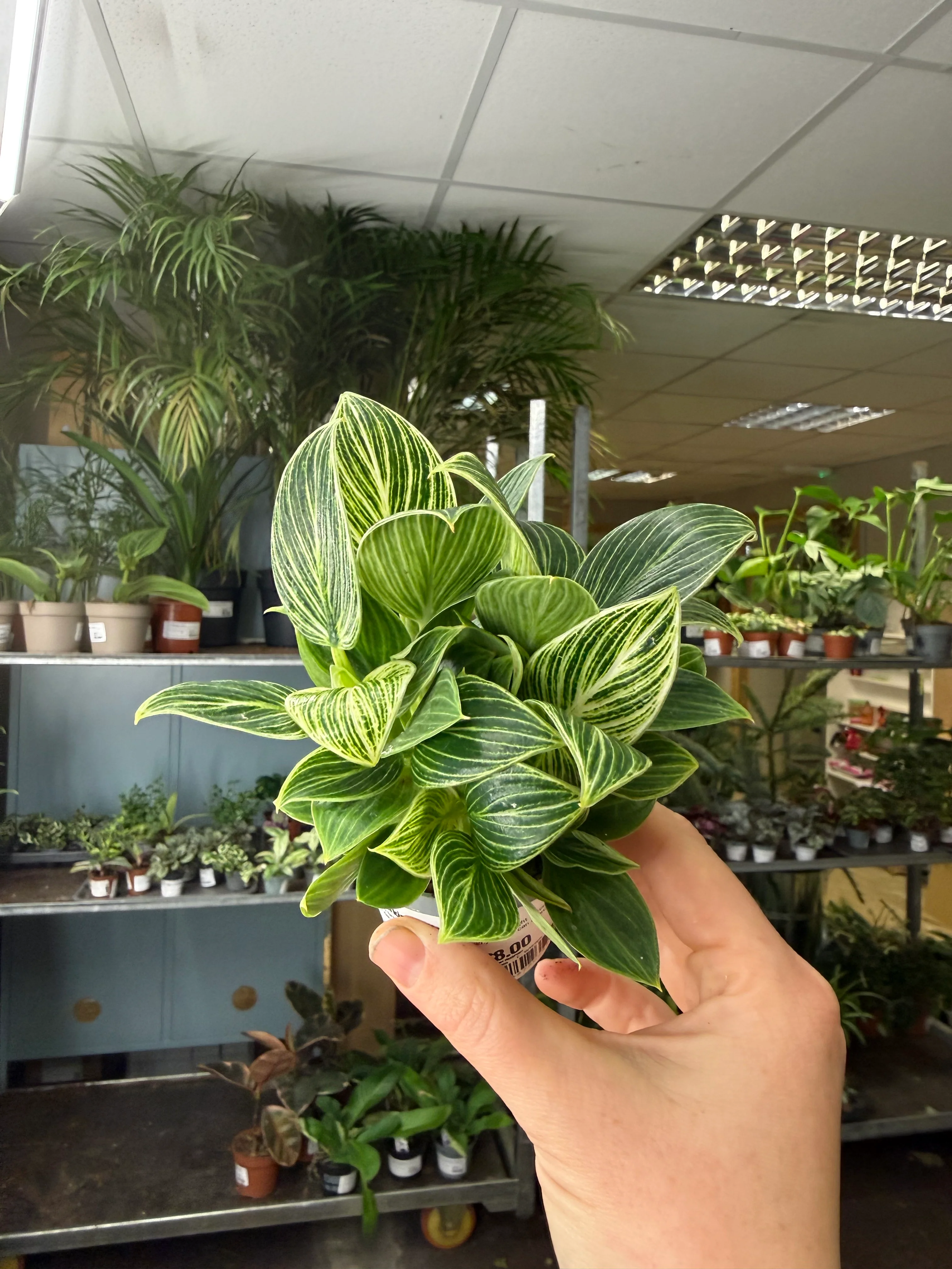 Philodendron birkin 'White Measure' - Image 8