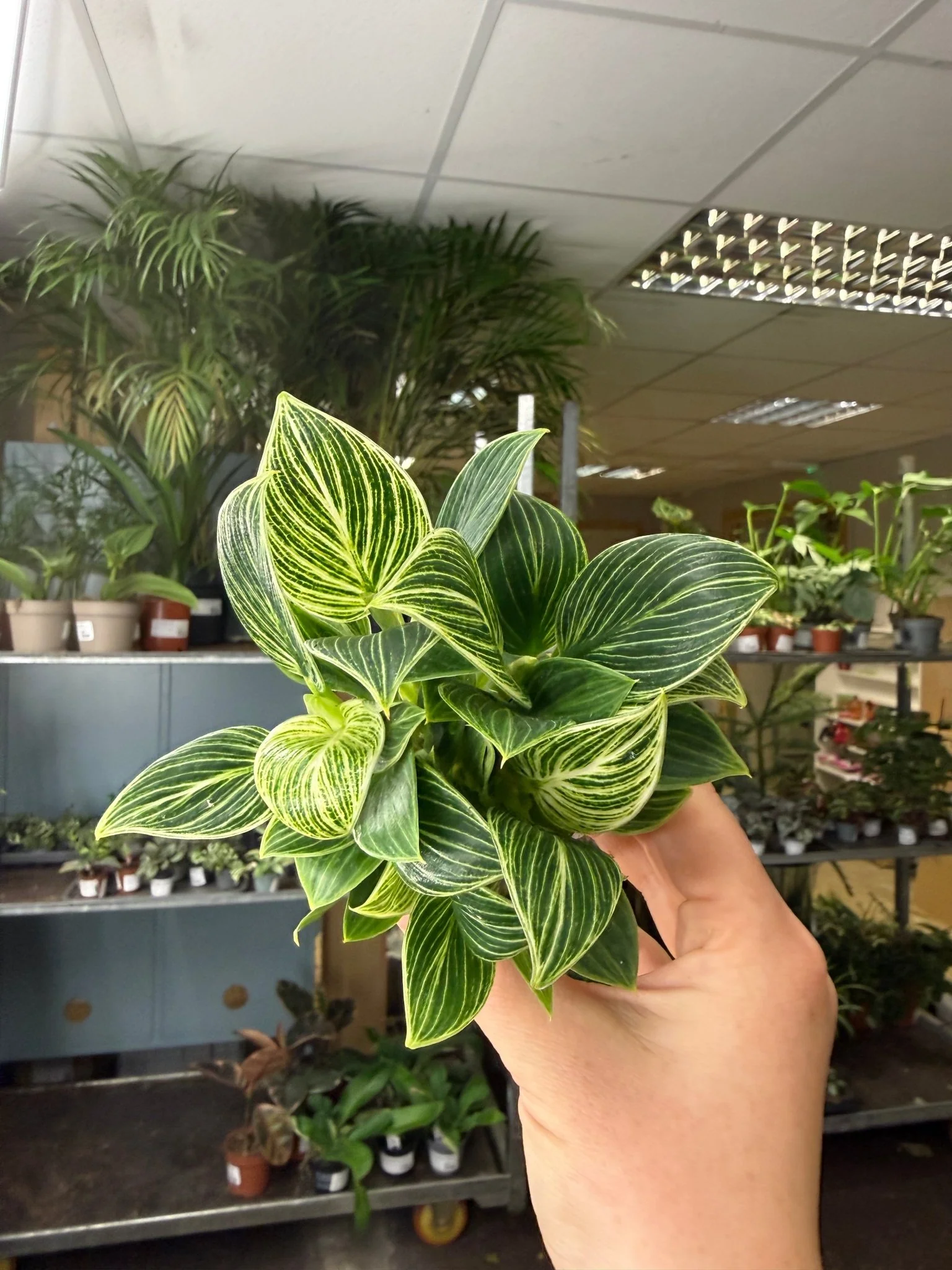 Philodendron birkin 'White Measure' - Image 9