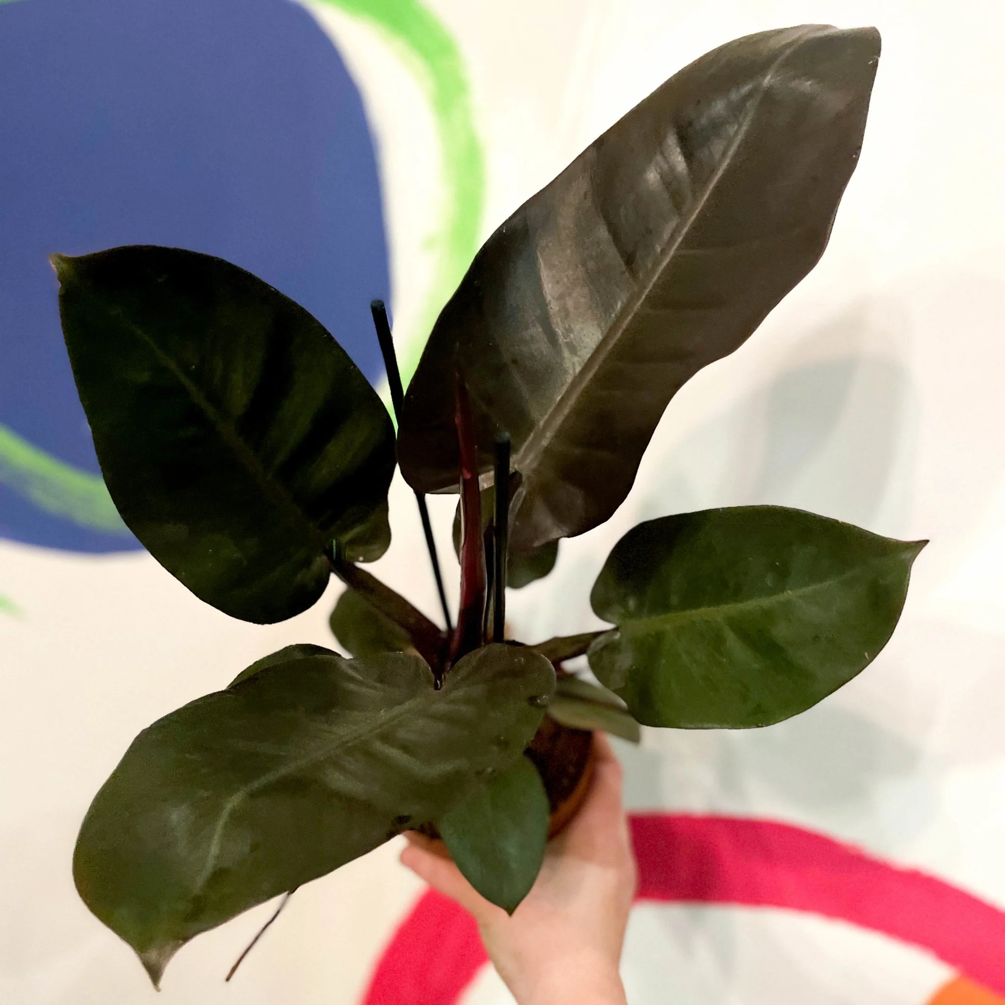 Philodendron 'Black Cardinal'