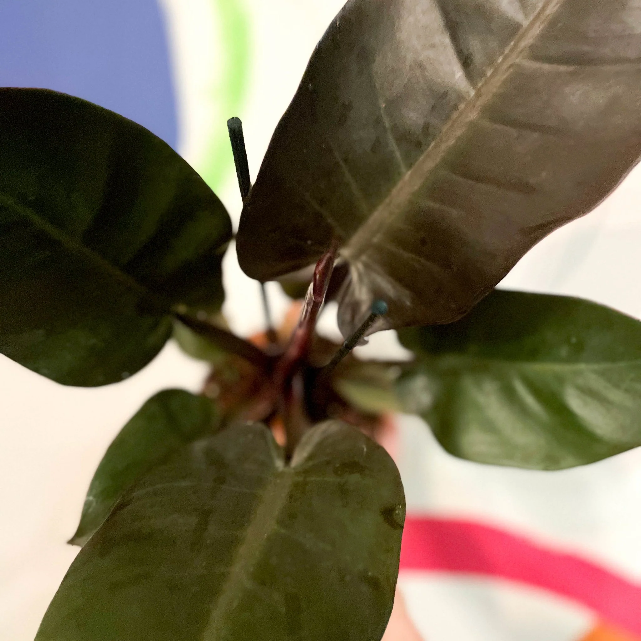 Philodendron 'Black Cardinal' - Image 2