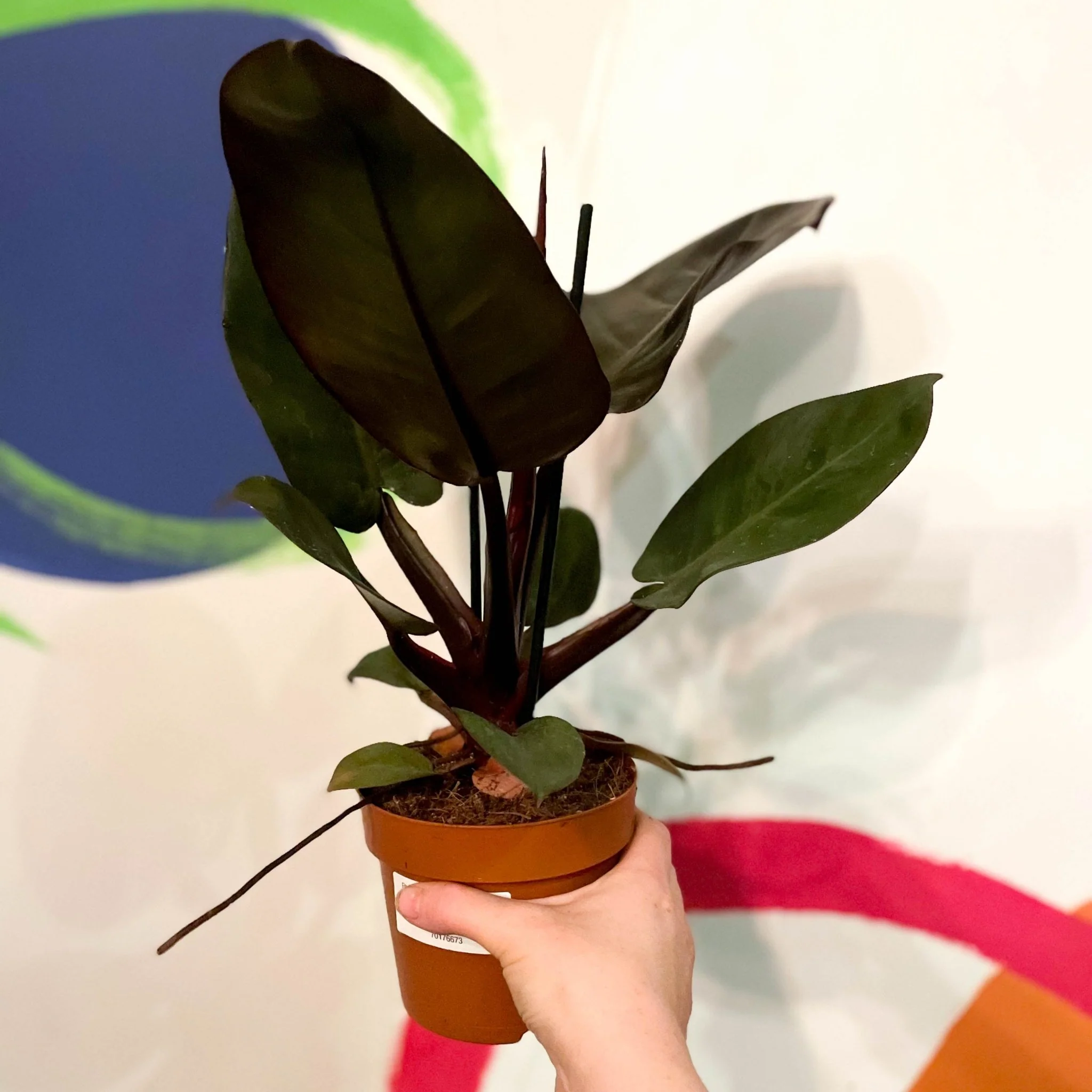 Philodendron 'Black Cardinal' - Image 3