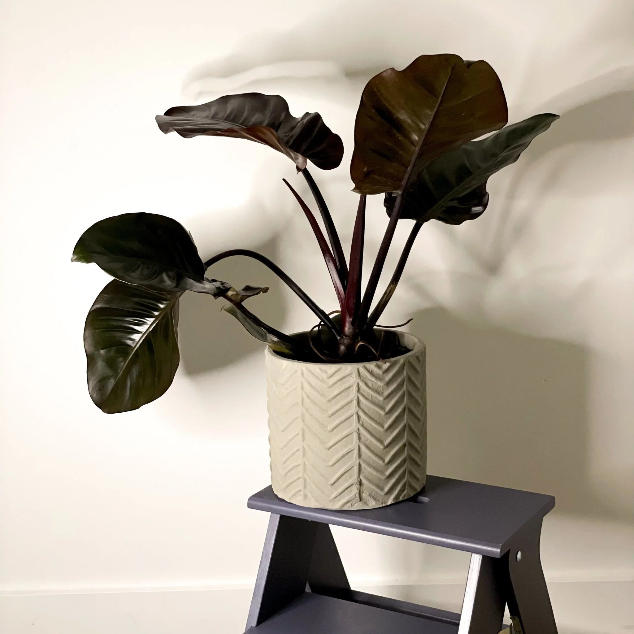 Philodendron 'Black Cardinal' - Image 4