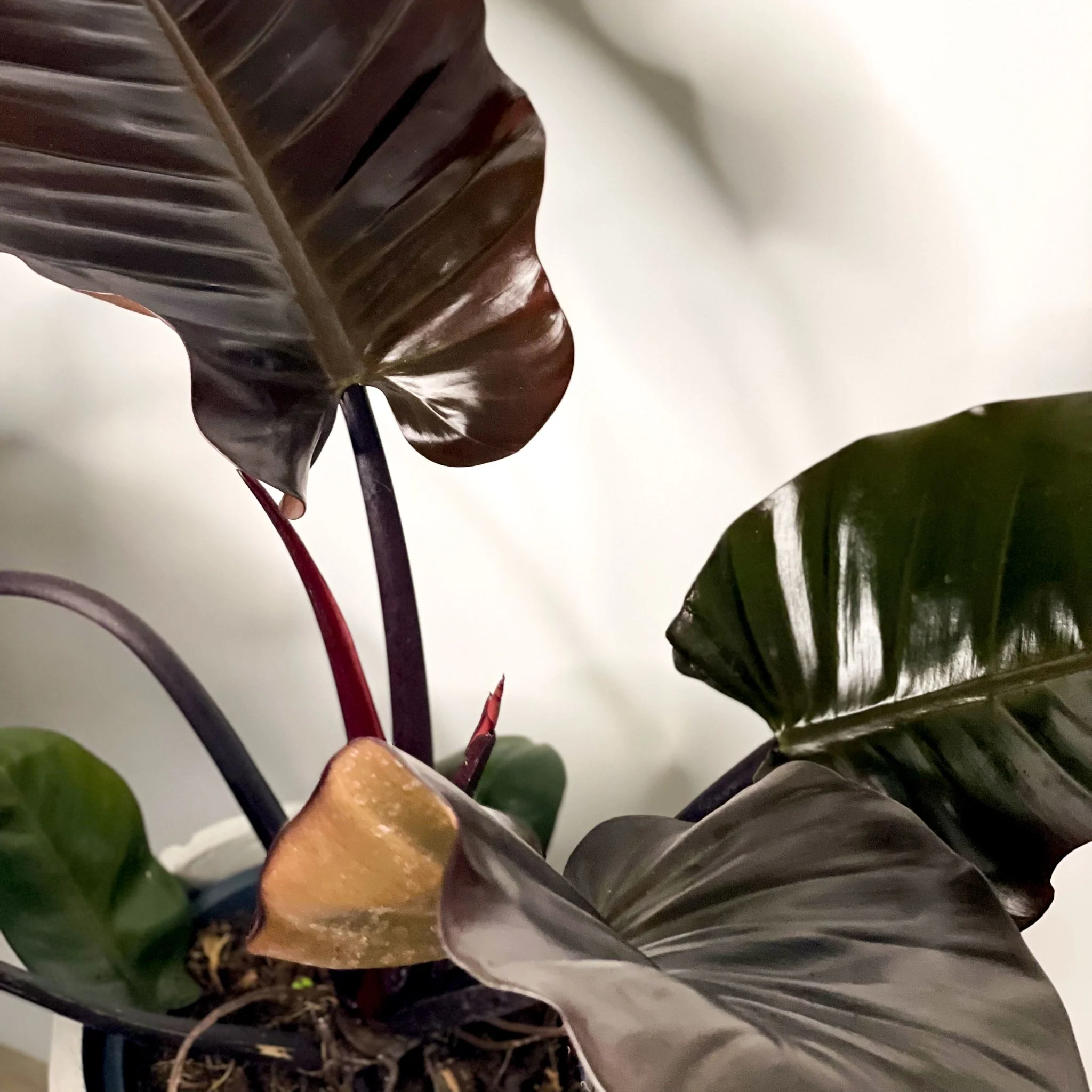 Philodendron 'Black Cardinal' - Image 5