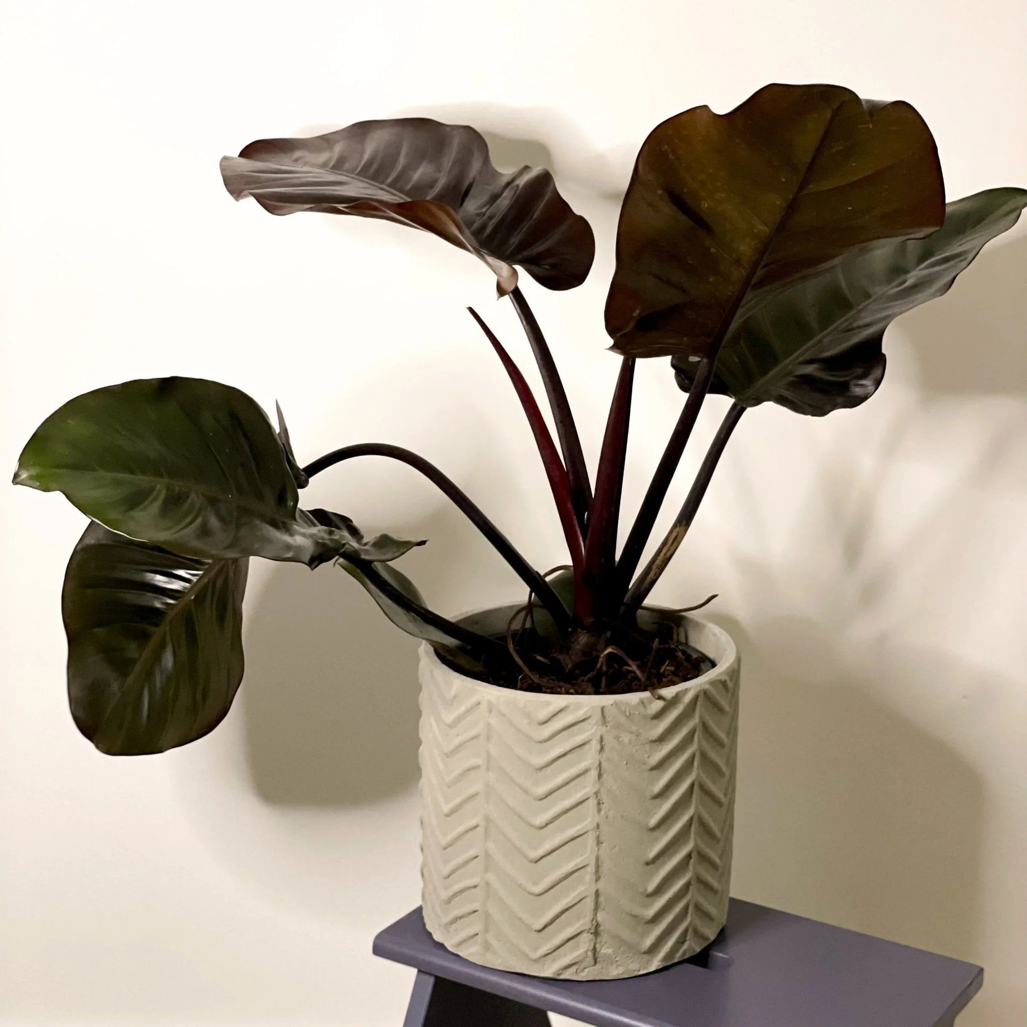 Philodendron 'Black Cardinal' - Image 6