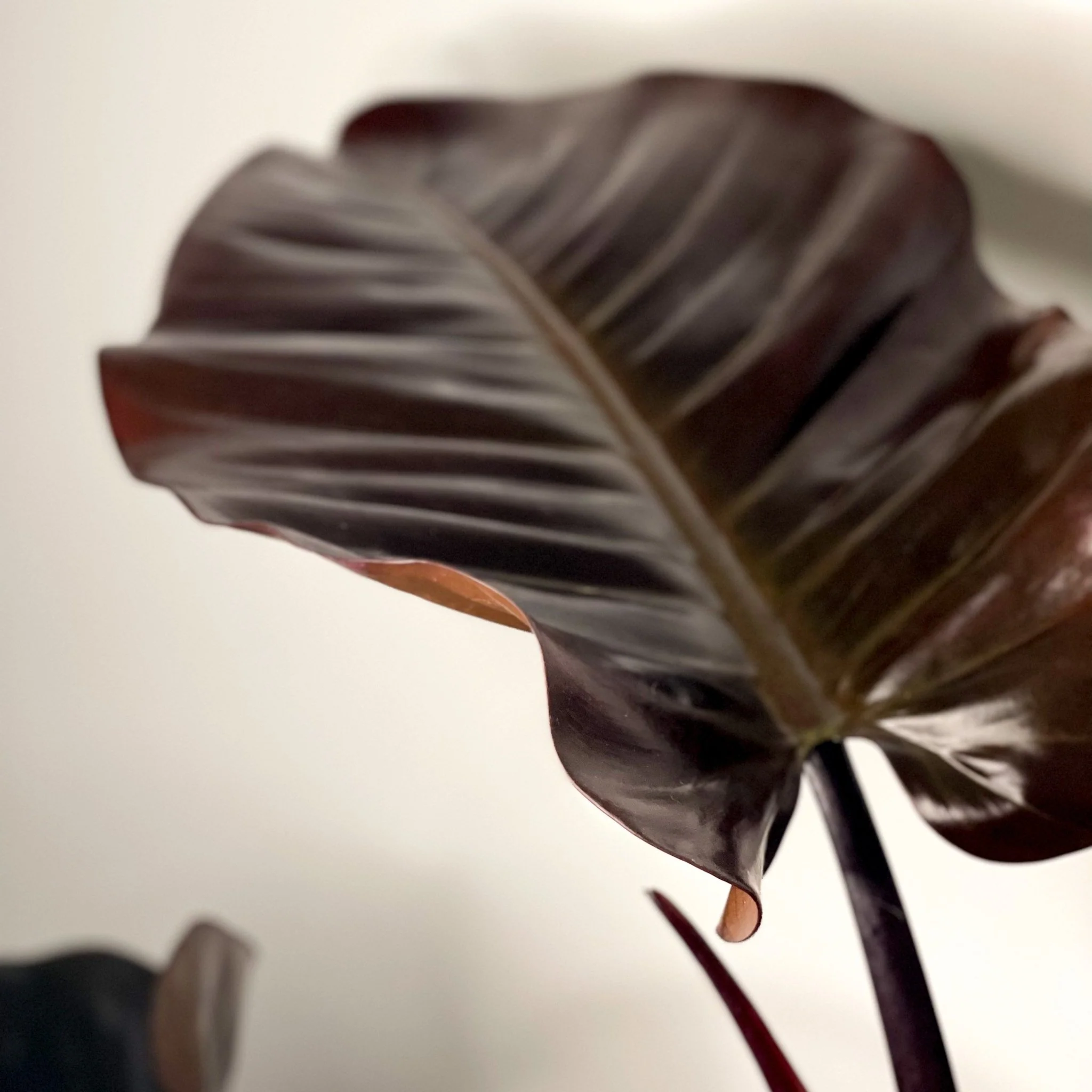Philodendron 'Black Cardinal' - Image 7