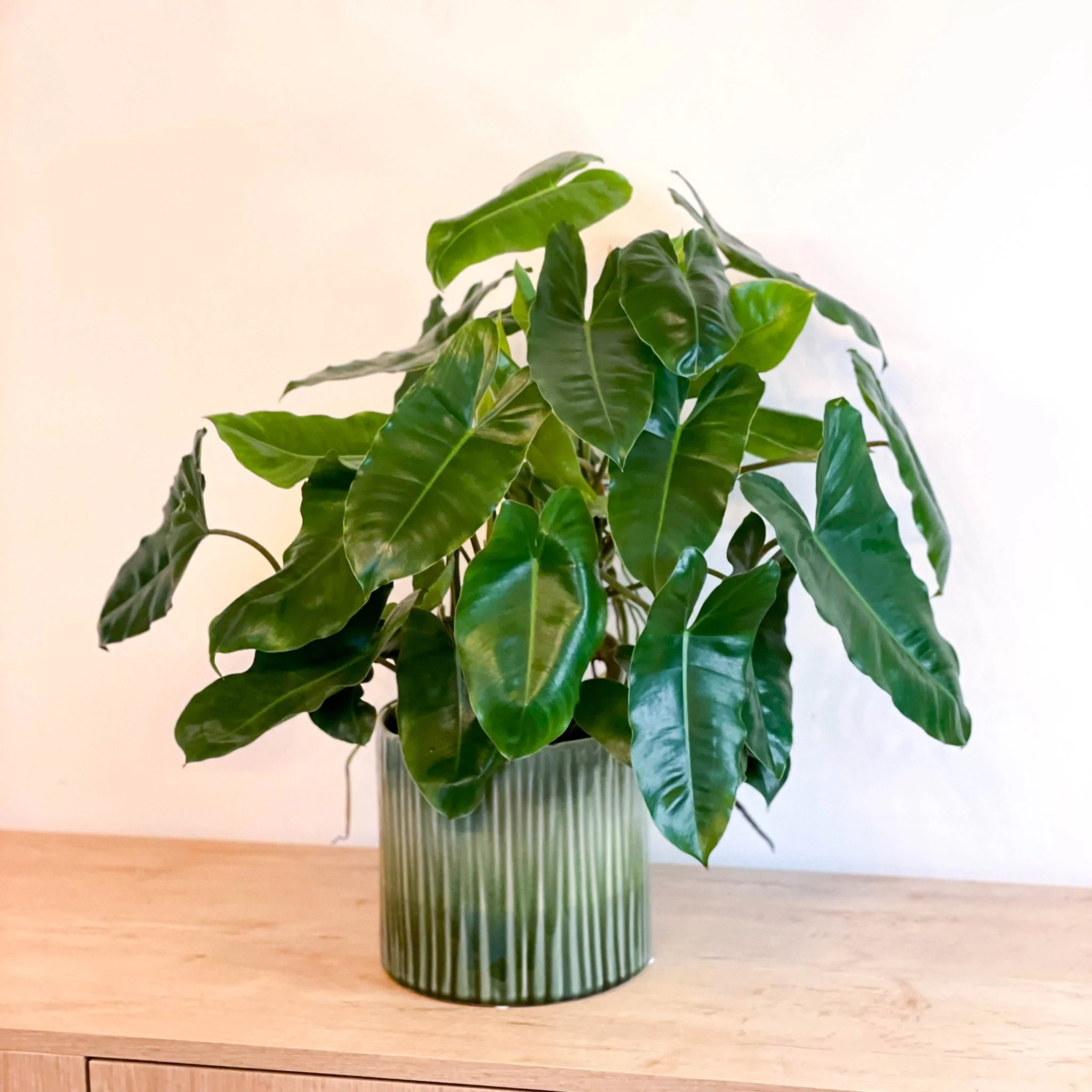 Philodendron burle-marxii