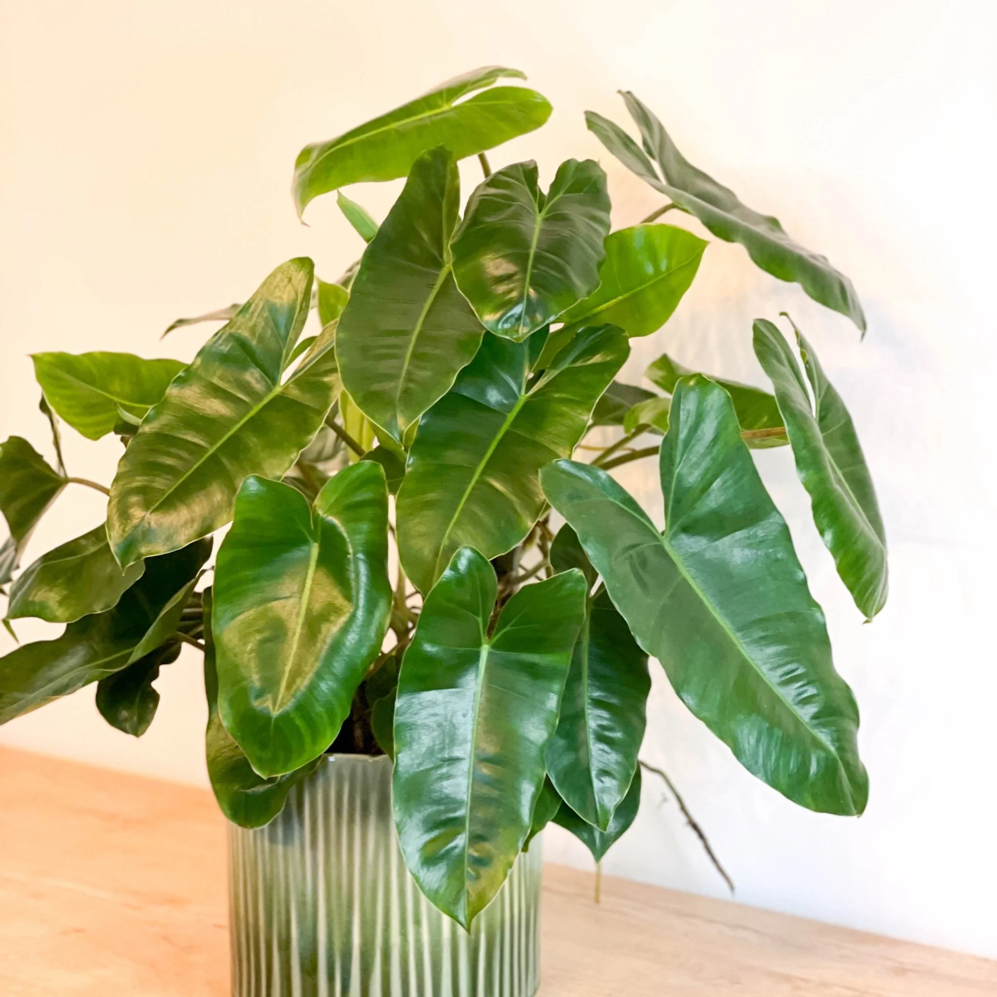 Philodendron burle-marxii - Image 2