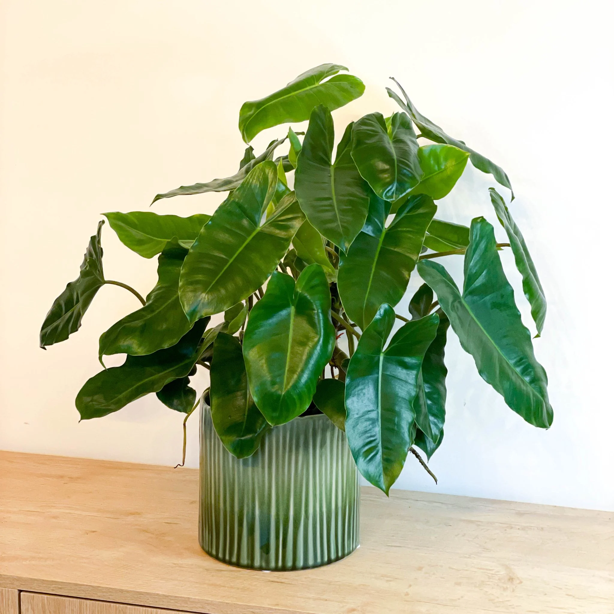 Philodendron burle-marxii - Image 3