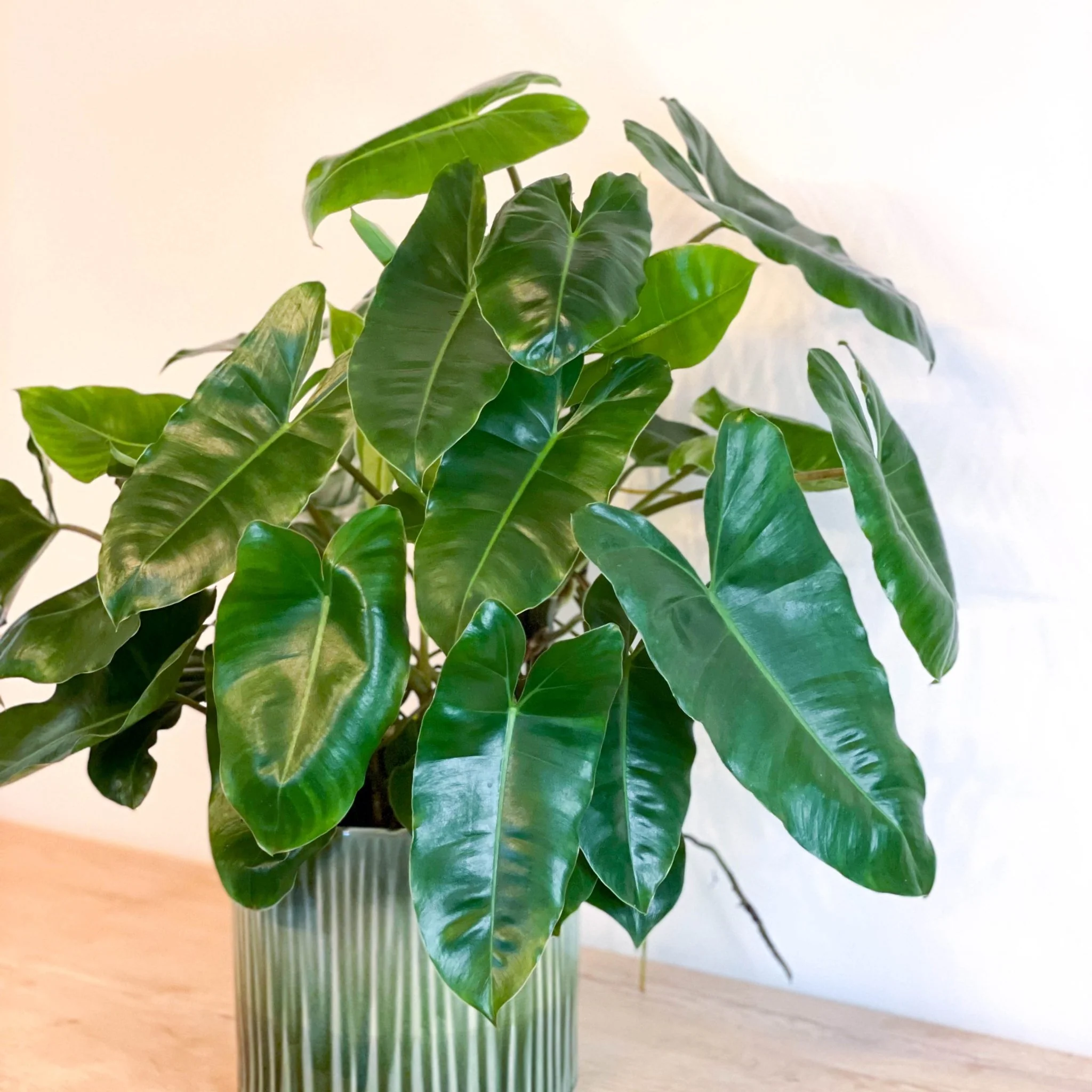 Philodendron burle-marxii - Image 4