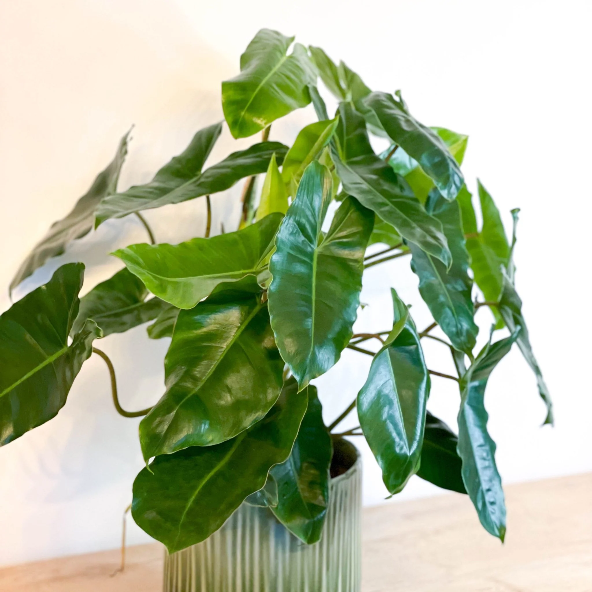 Philodendron burle-marxii - Image 5