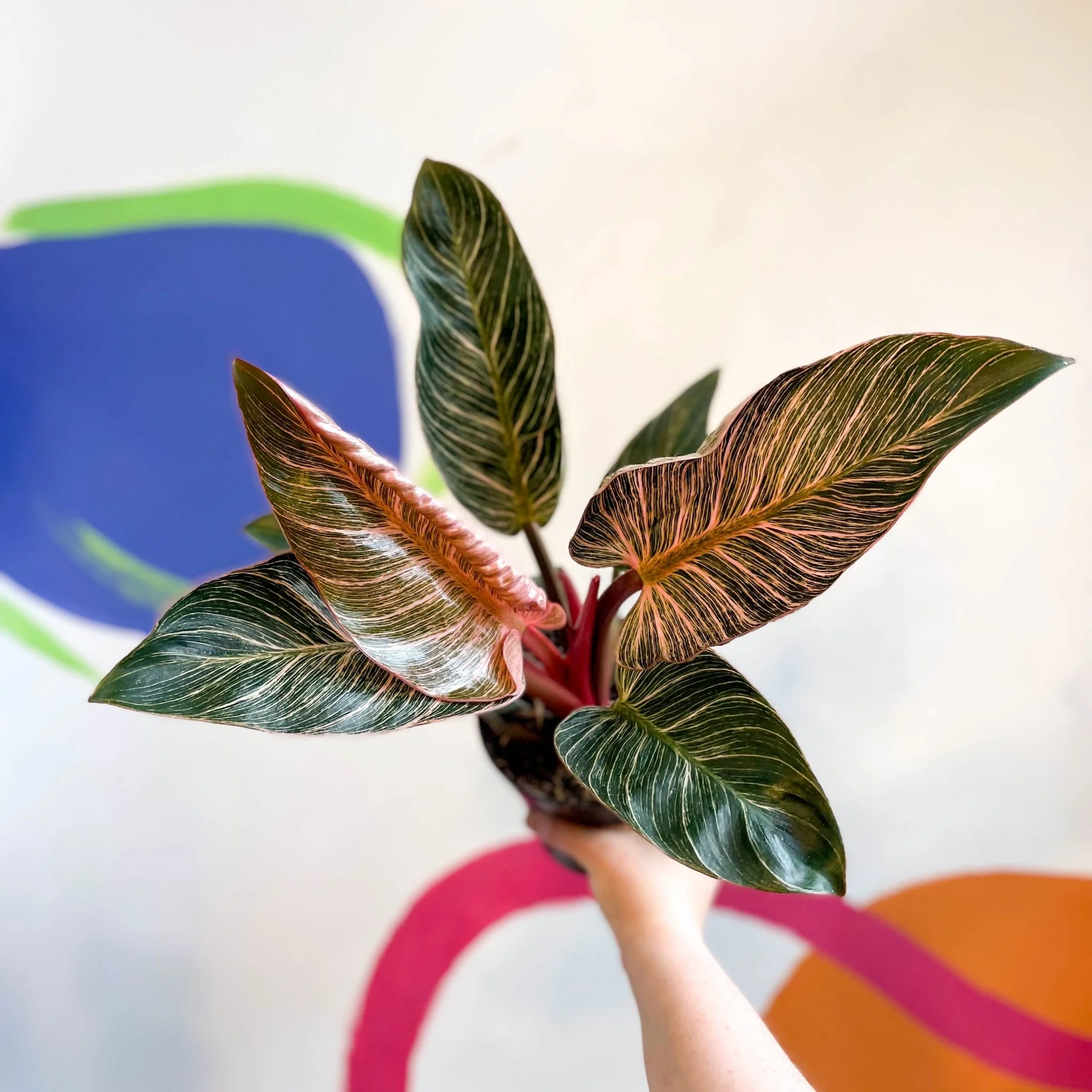 Philodendron erubescens 'Pink Bikini'