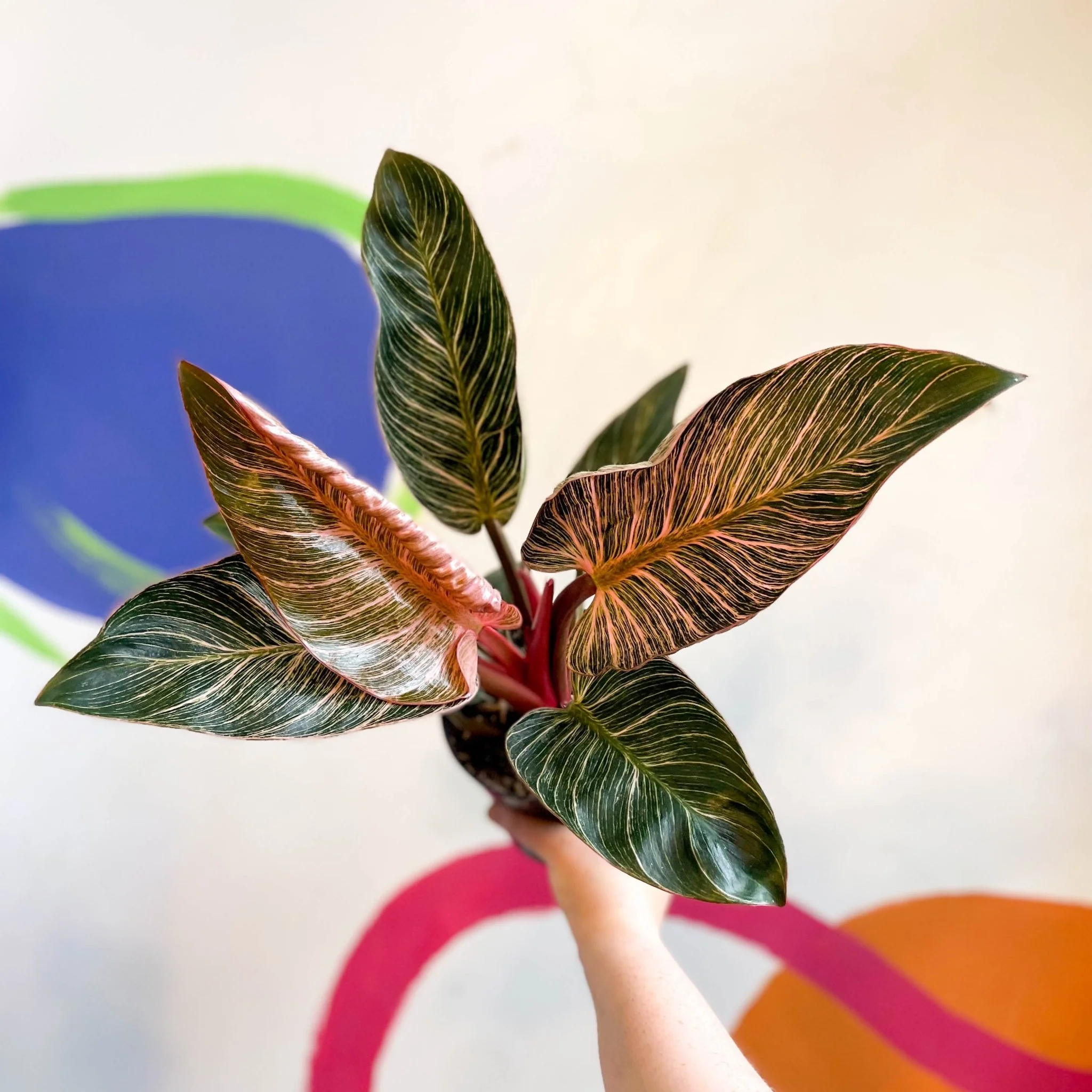 Philodendron erubescens 'Pink Bikini' - Image 2