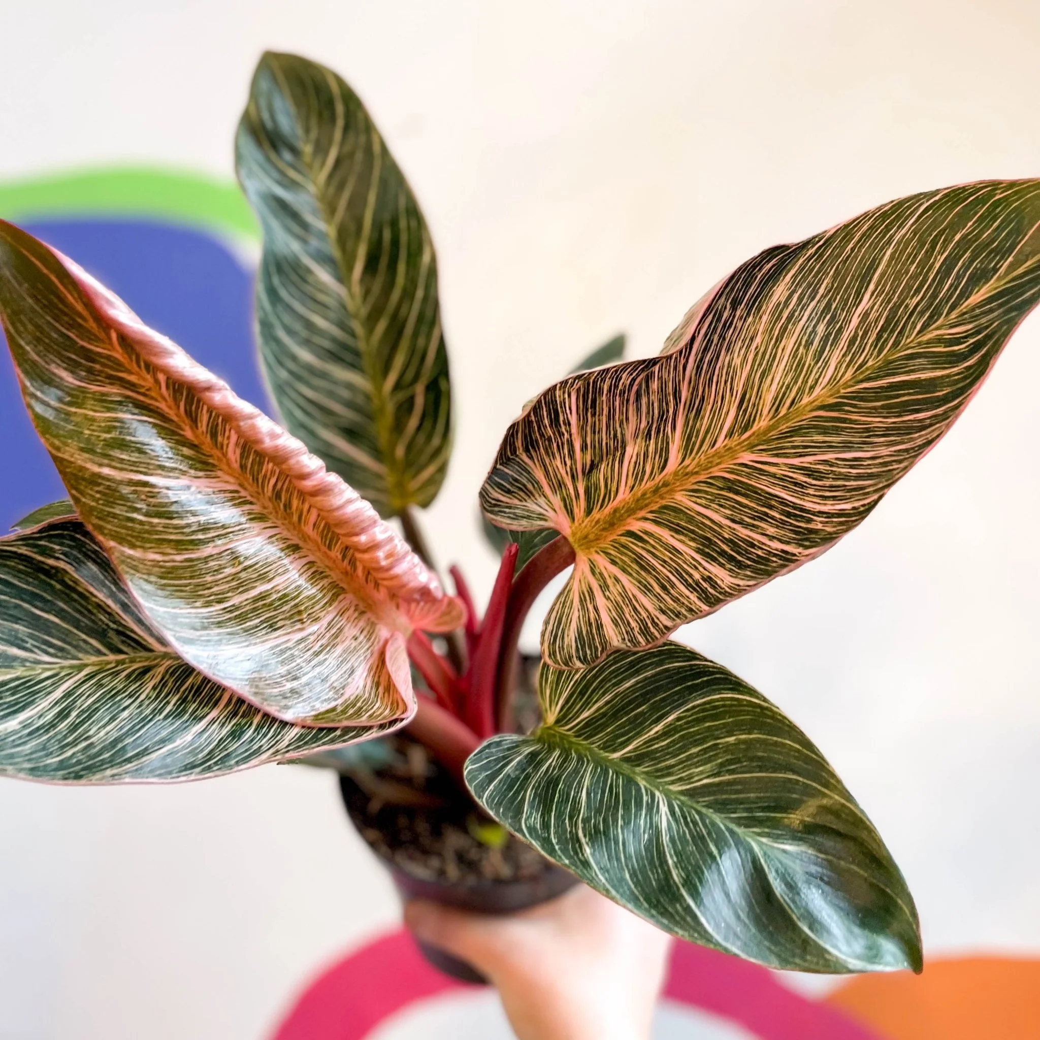 Philodendron erubescens 'Pink Bikini' - Image 3