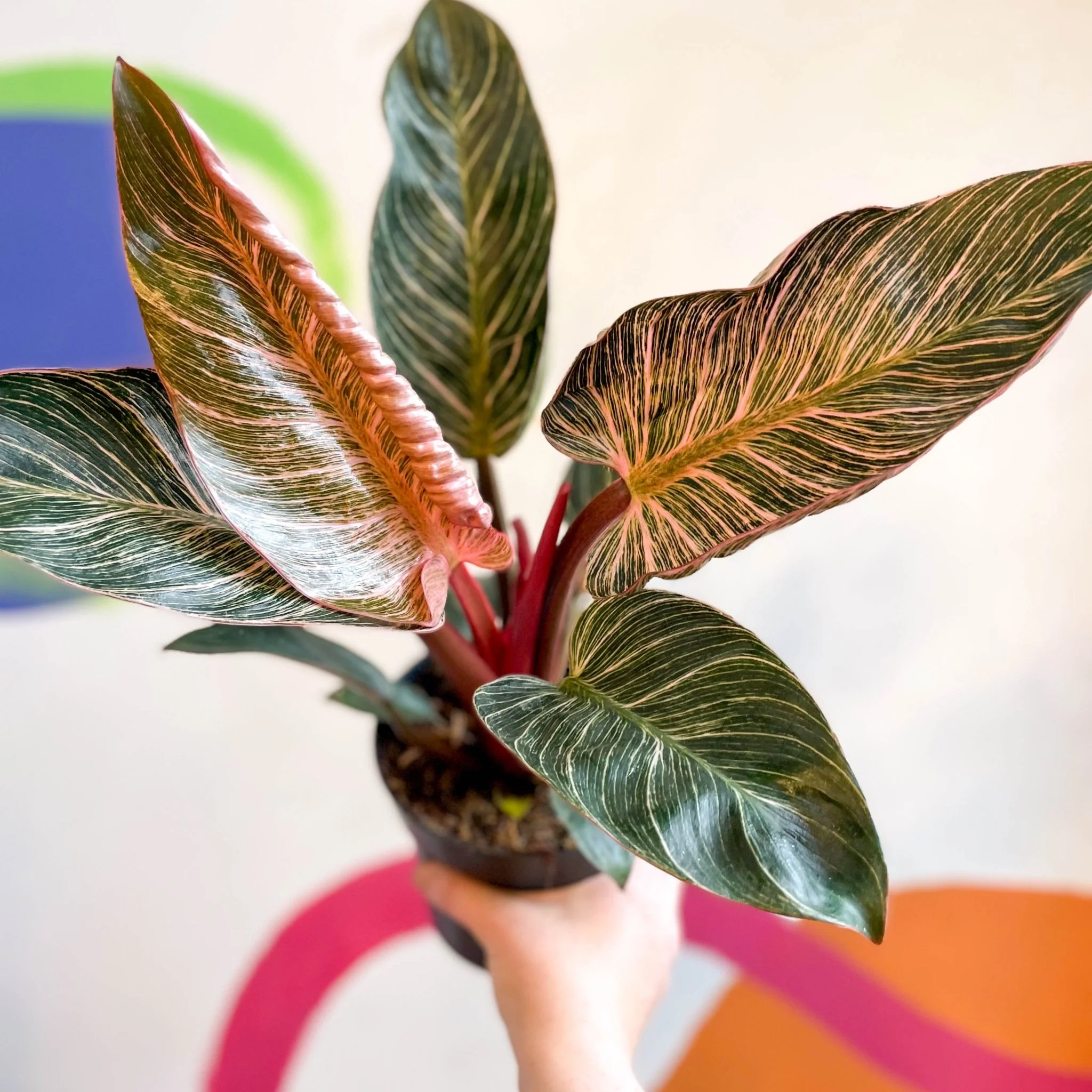 Philodendron erubescens 'Pink Bikini' - Image 4