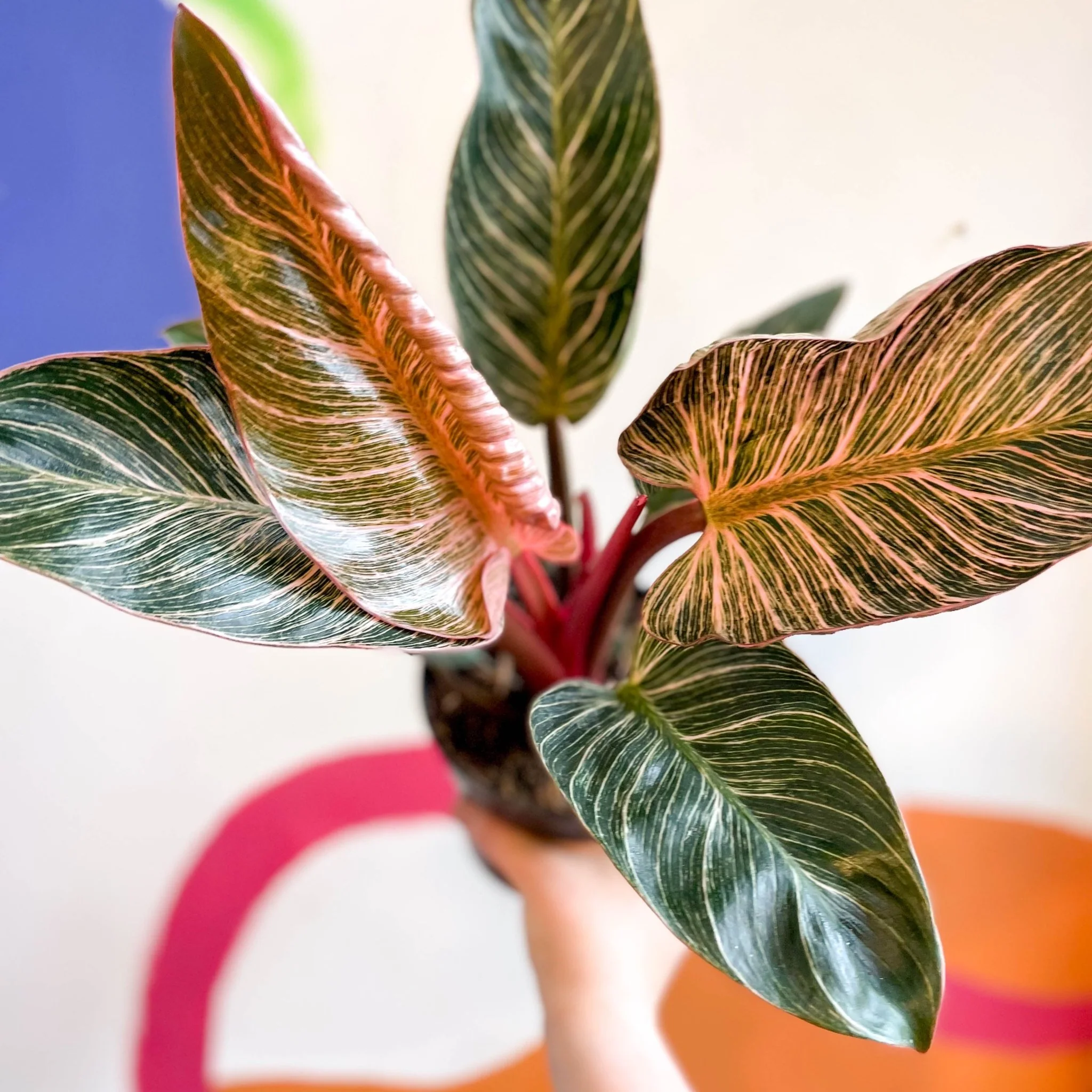 Philodendron erubescens 'Pink Bikini' - Image 5