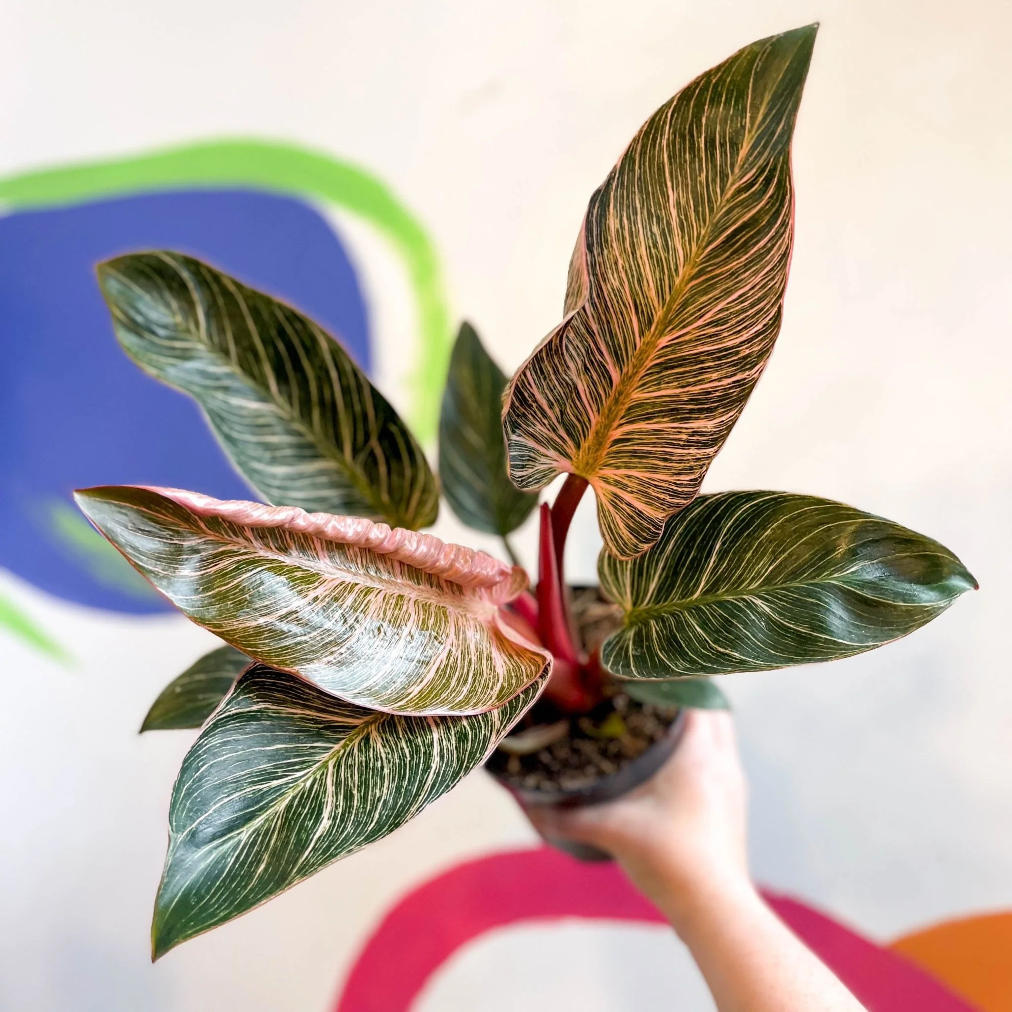 Philodendron erubescens 'Pink Bikini' - Image 6