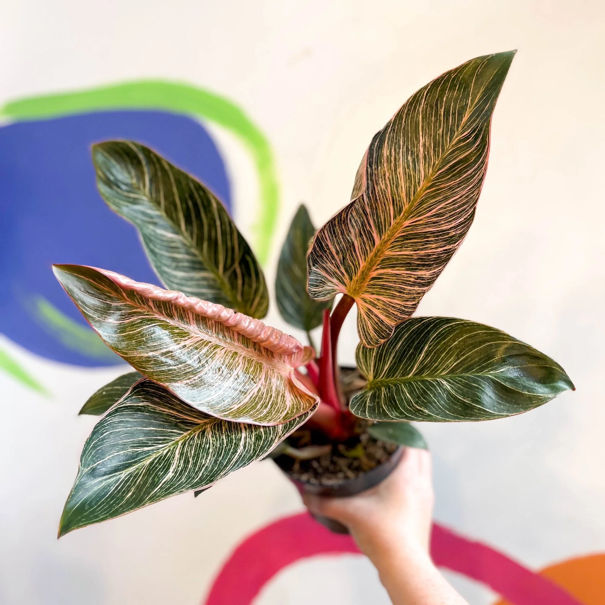 Philodendron erubescens 'Pink Bikini' - Image 7