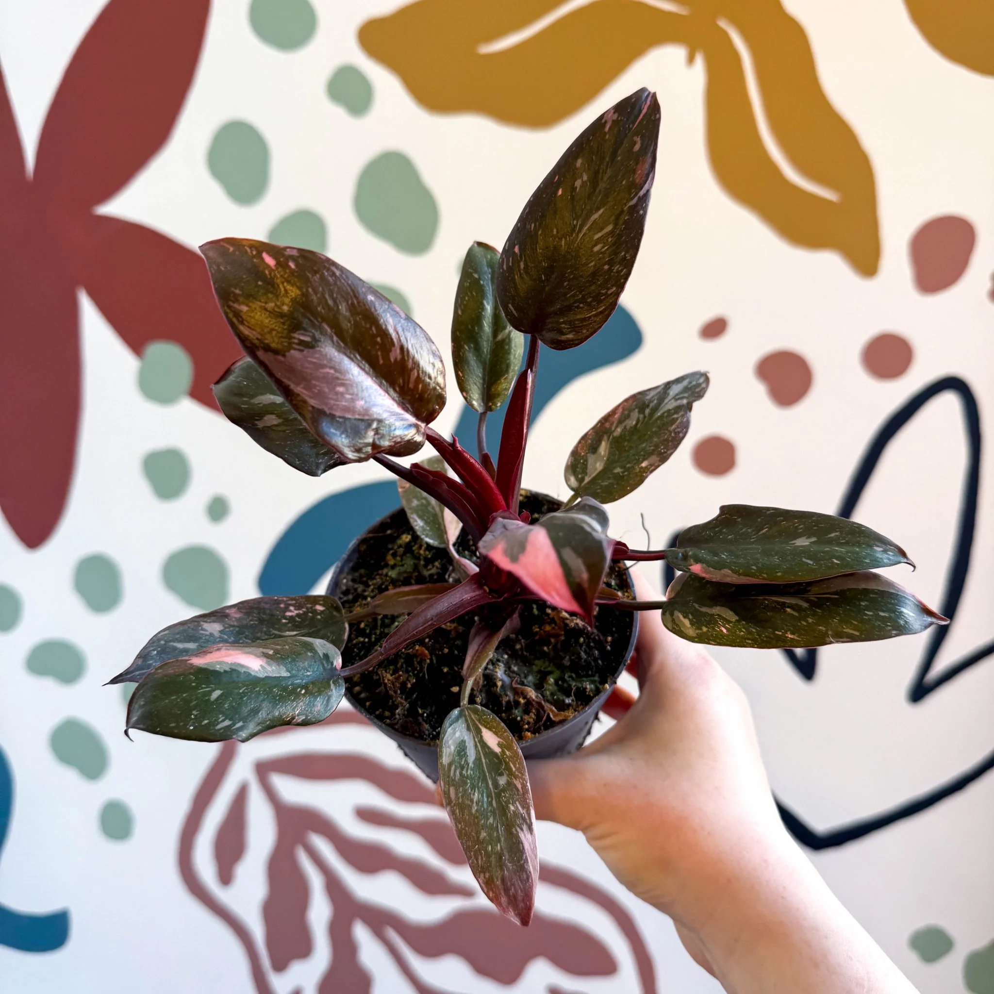 Philodendron erubescens 'Pink Princess Marble'