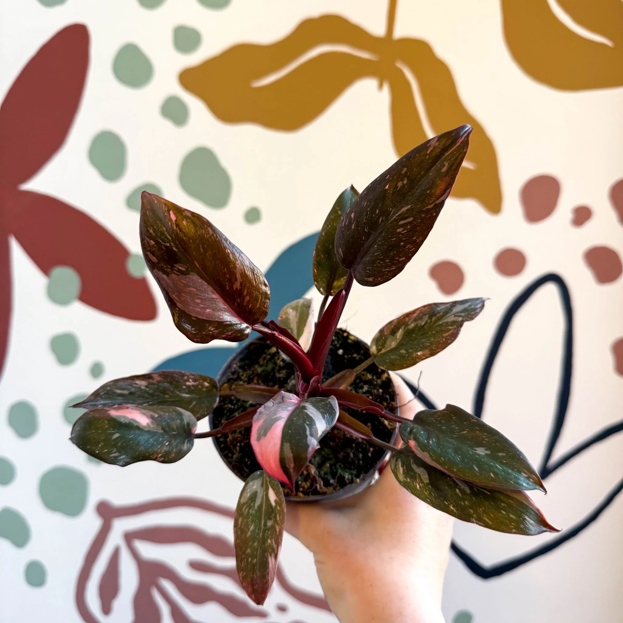 Philodendron erubescens 'Pink Princess Marble' - Image 10