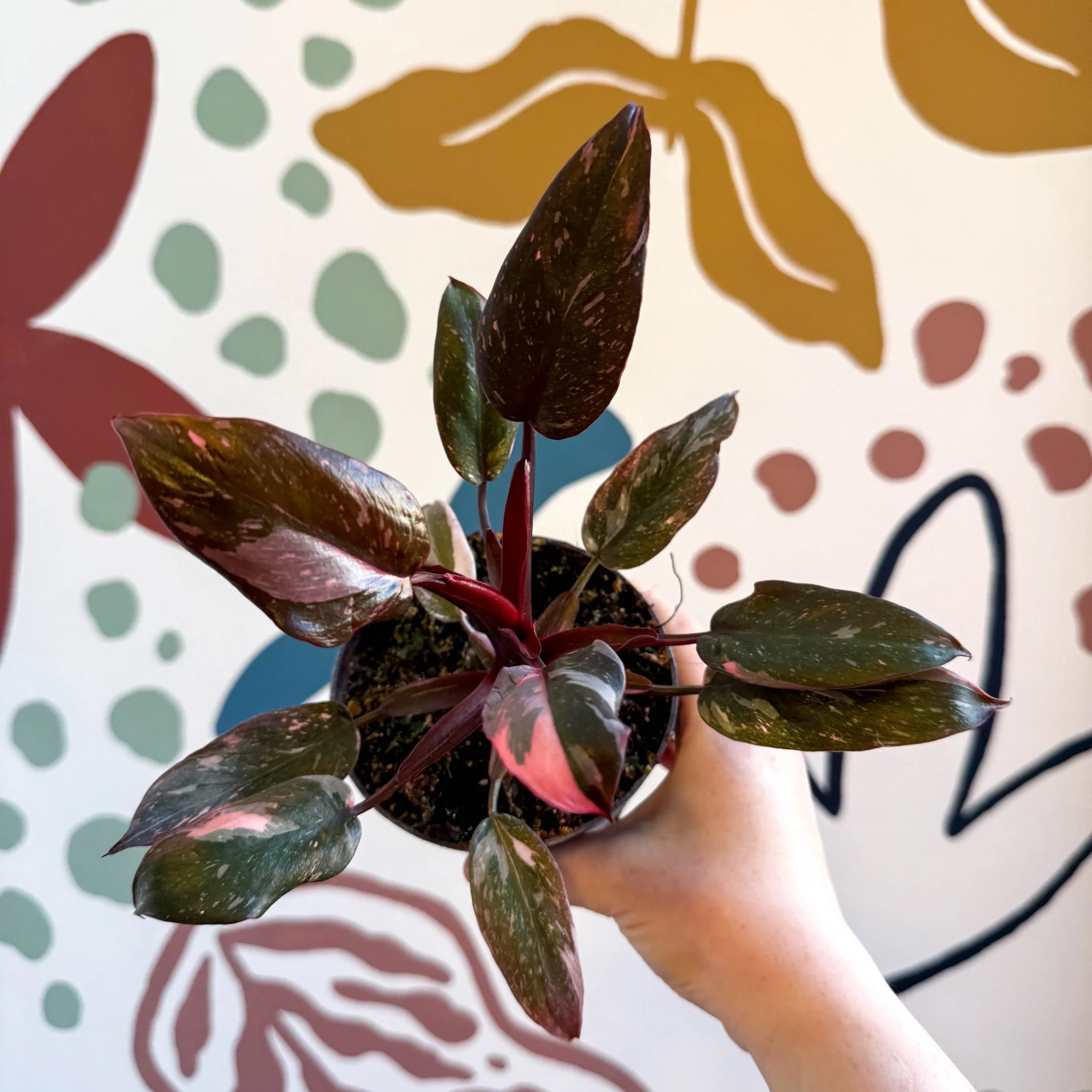 Philodendron erubescens 'Pink Princess Marble' - Image 11