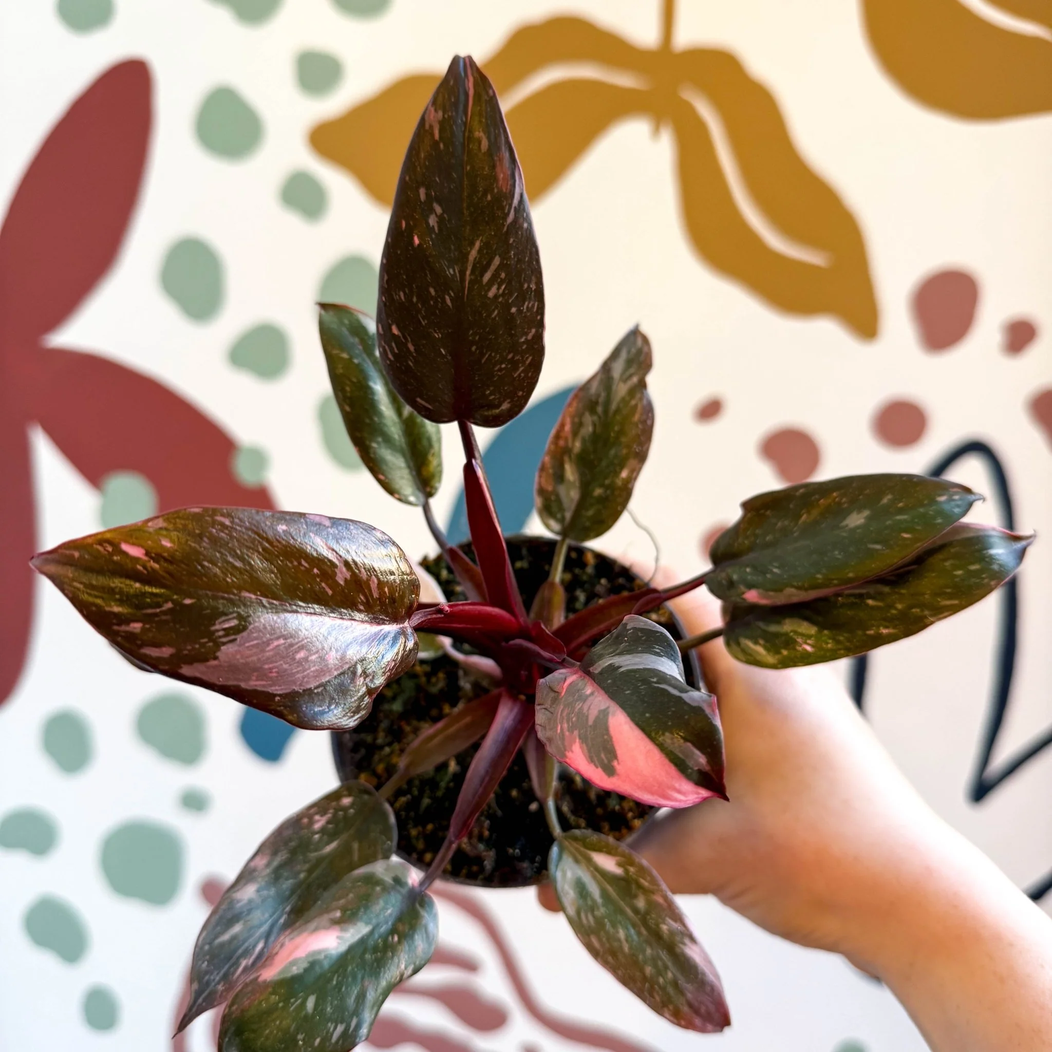 Philodendron erubescens 'Pink Princess Marble' - Image 12