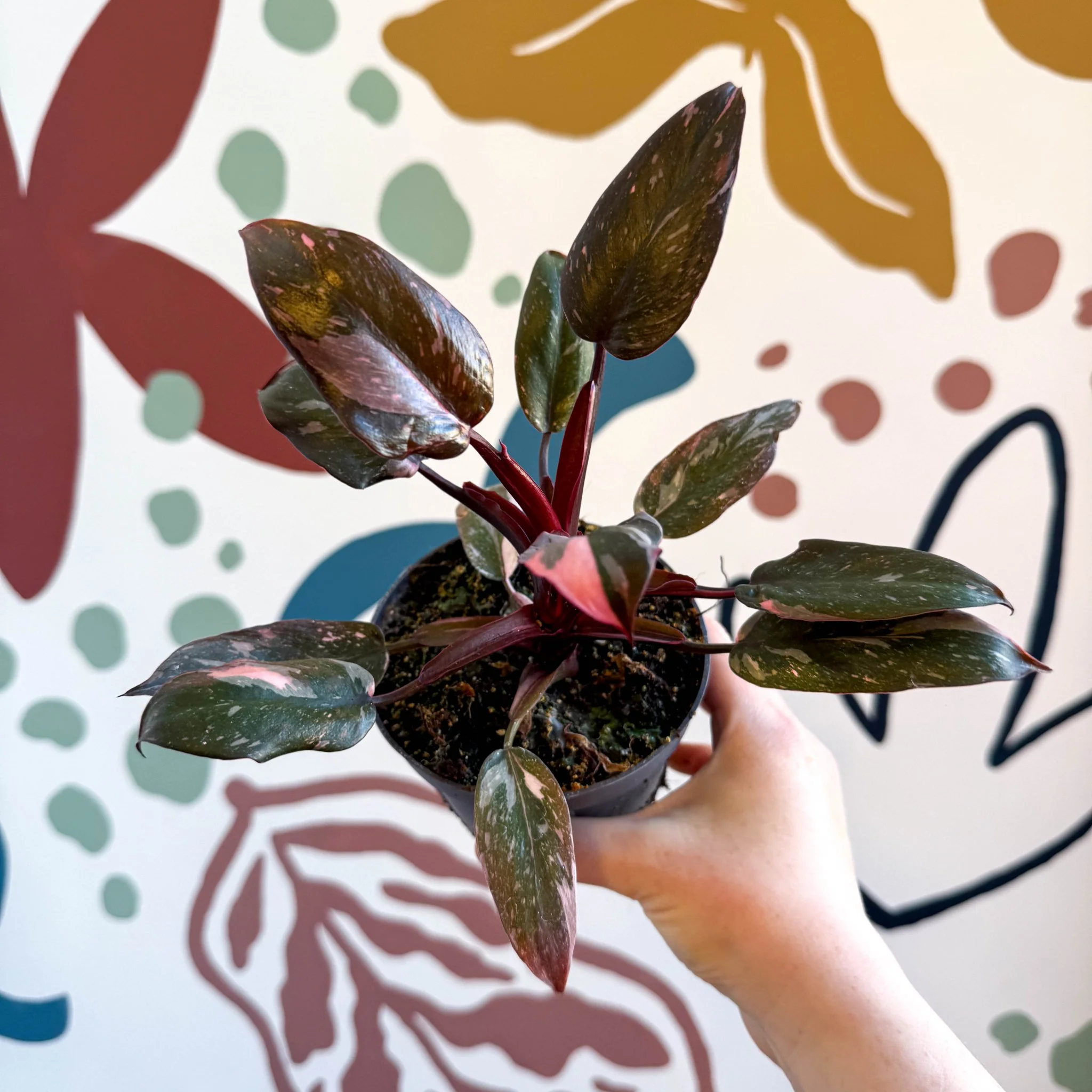 Philodendron erubescens 'Pink Princess Marble' - Image 2