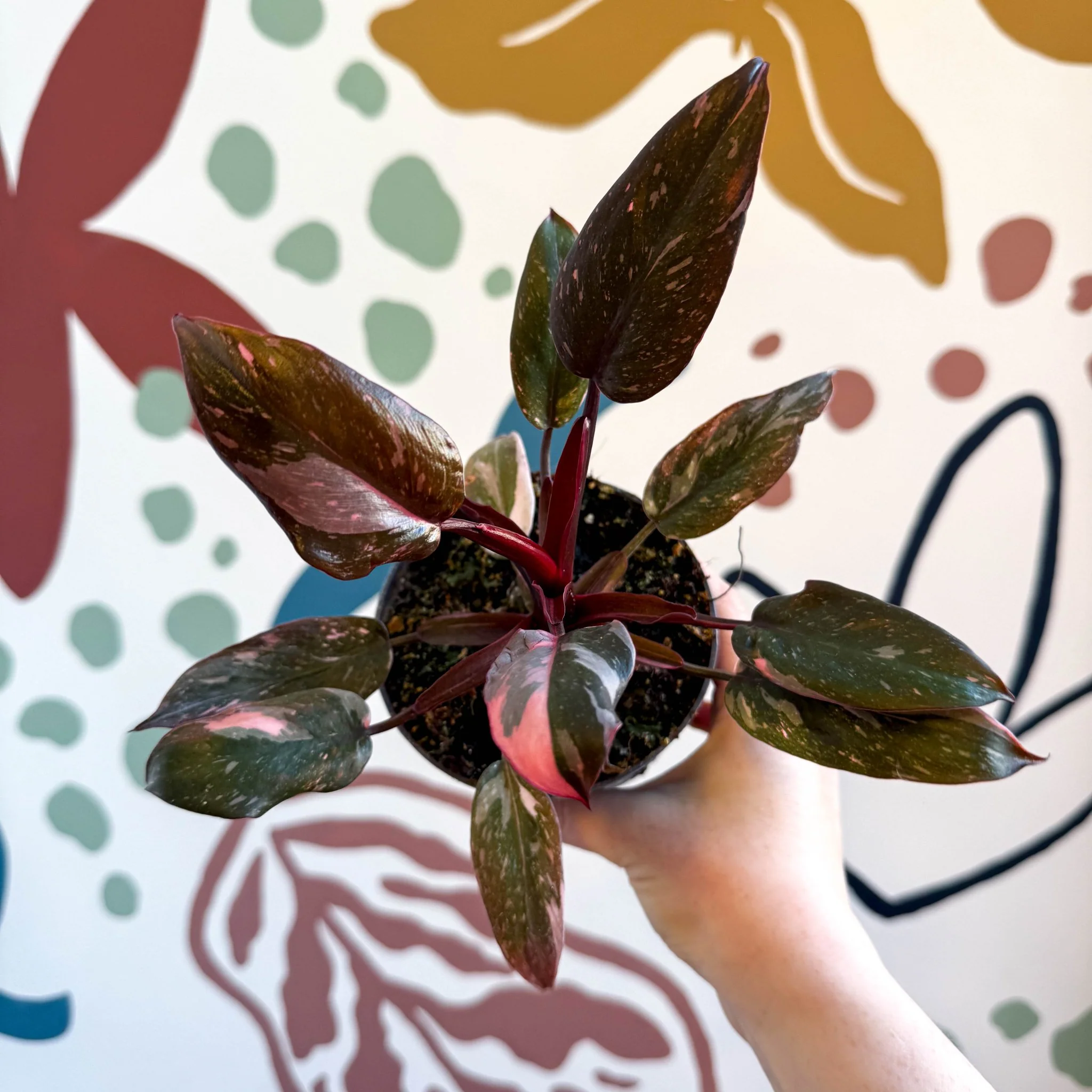 Philodendron erubescens 'Pink Princess Marble' - Image 3