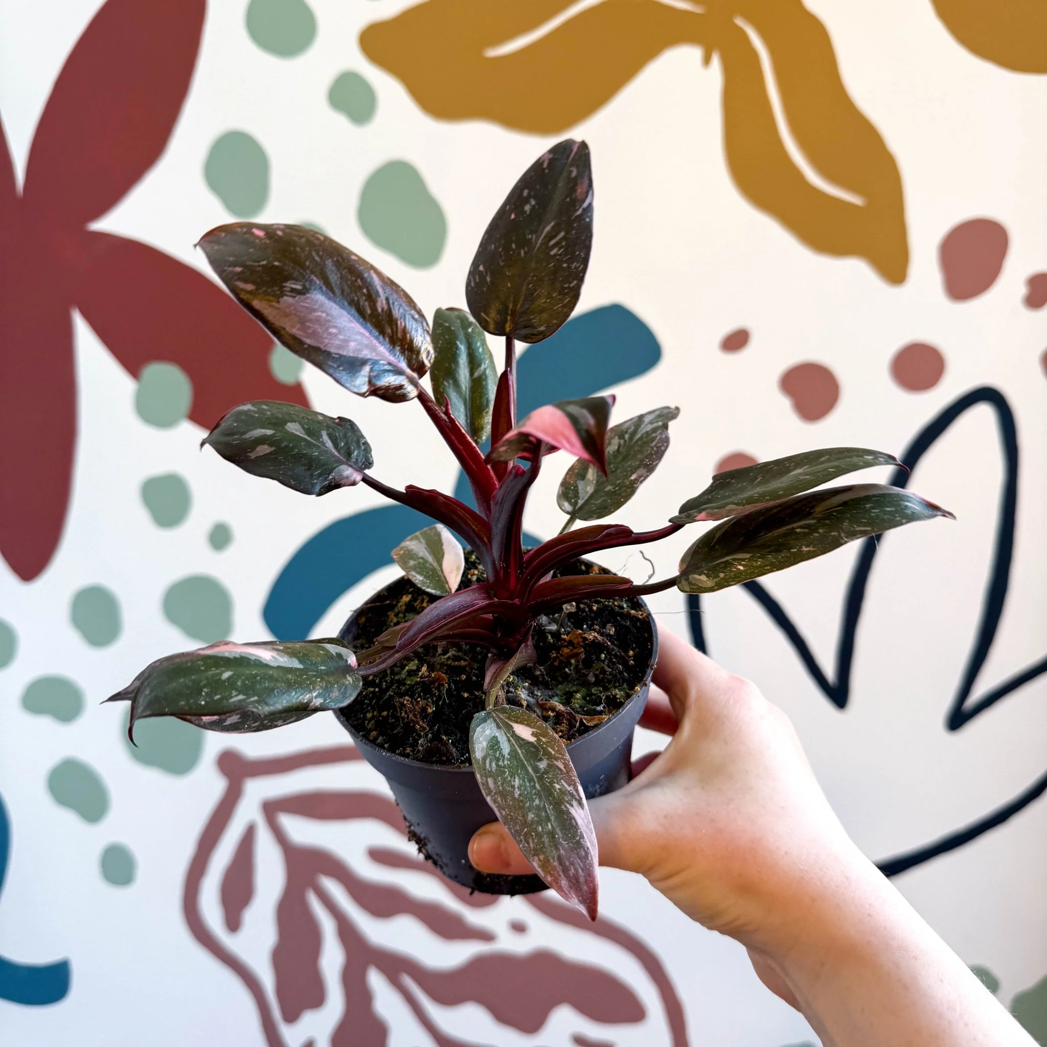 Philodendron erubescens 'Pink Princess Marble' - Image 4