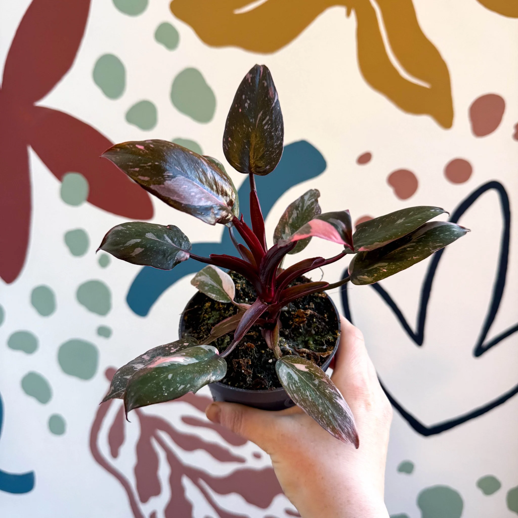 Philodendron erubescens 'Pink Princess Marble' - Image 5