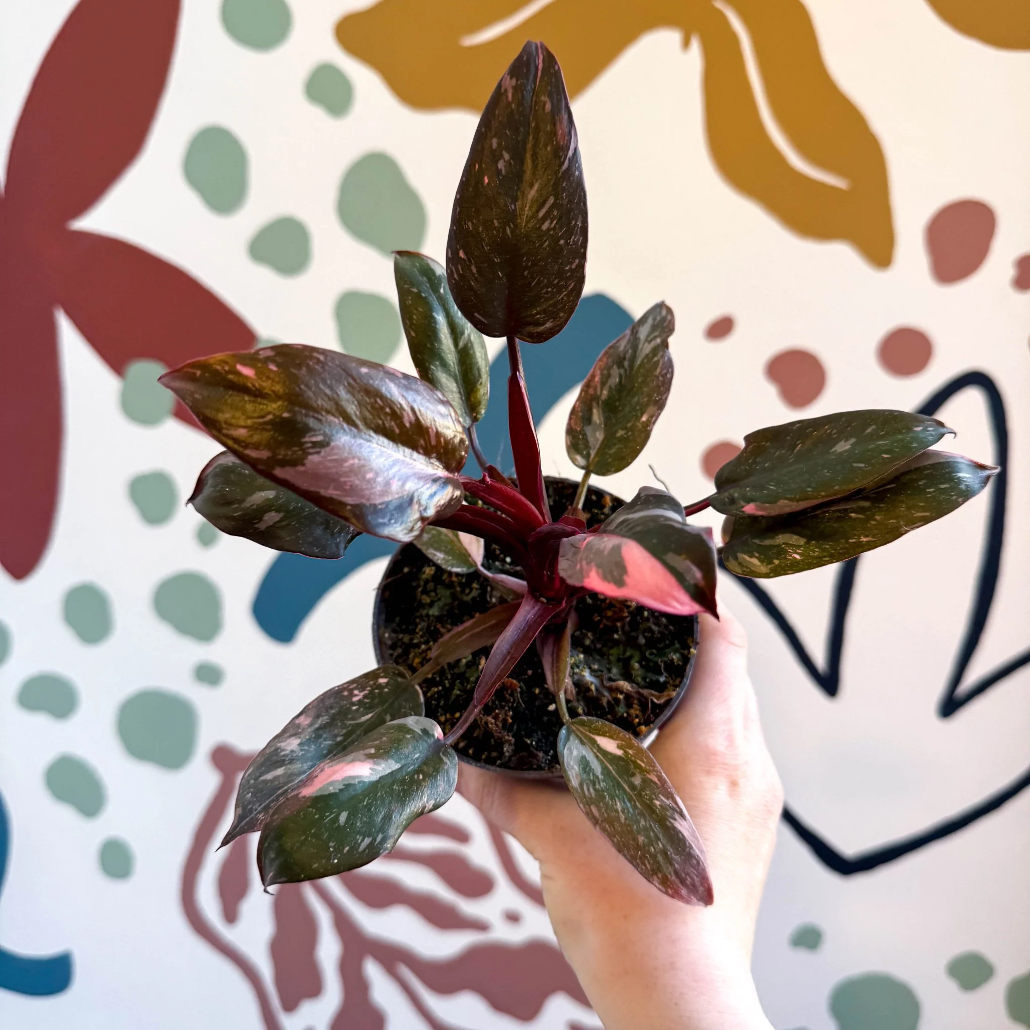 Philodendron erubescens 'Pink Princess Marble' - Image 6