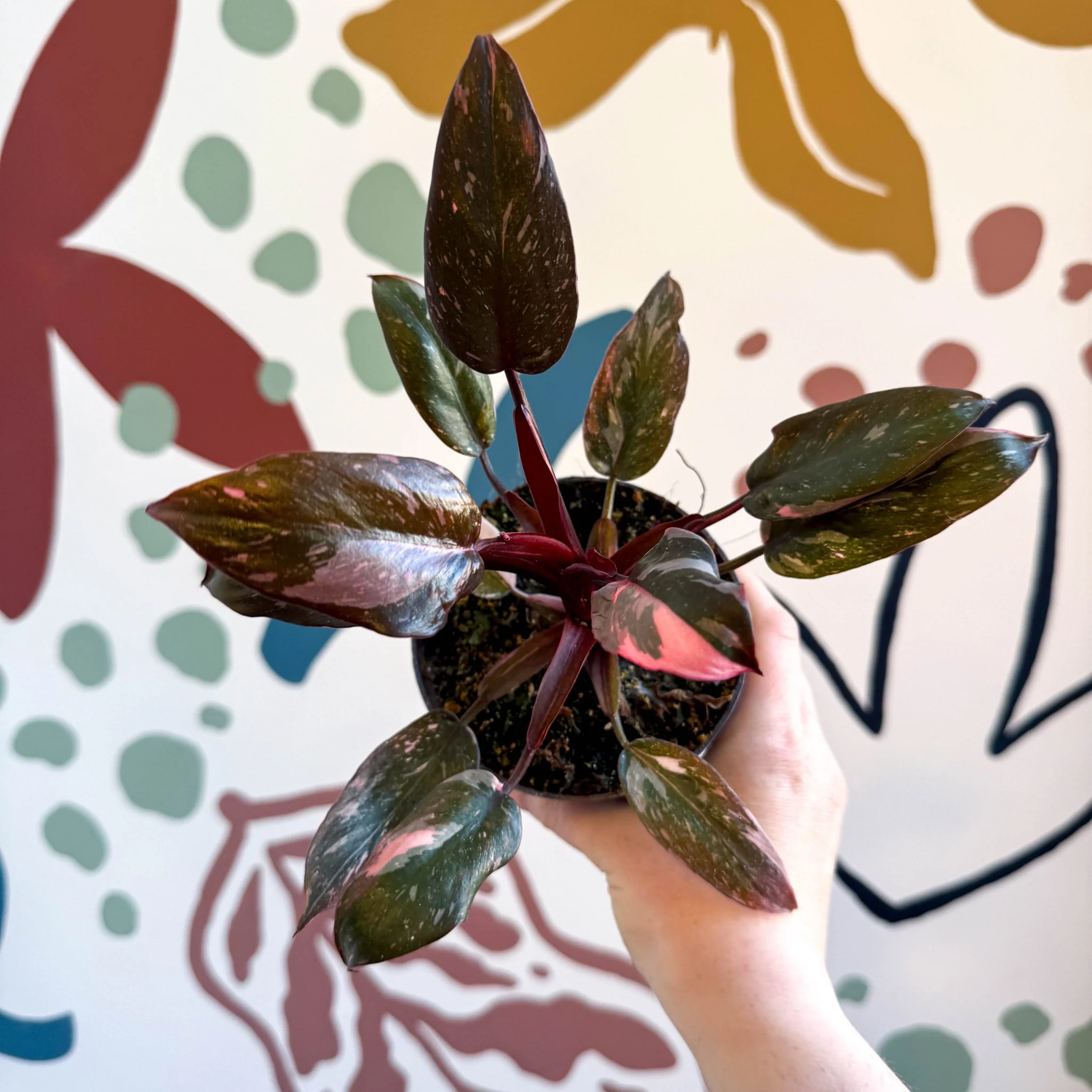 Philodendron erubescens 'Pink Princess Marble' - Image 7