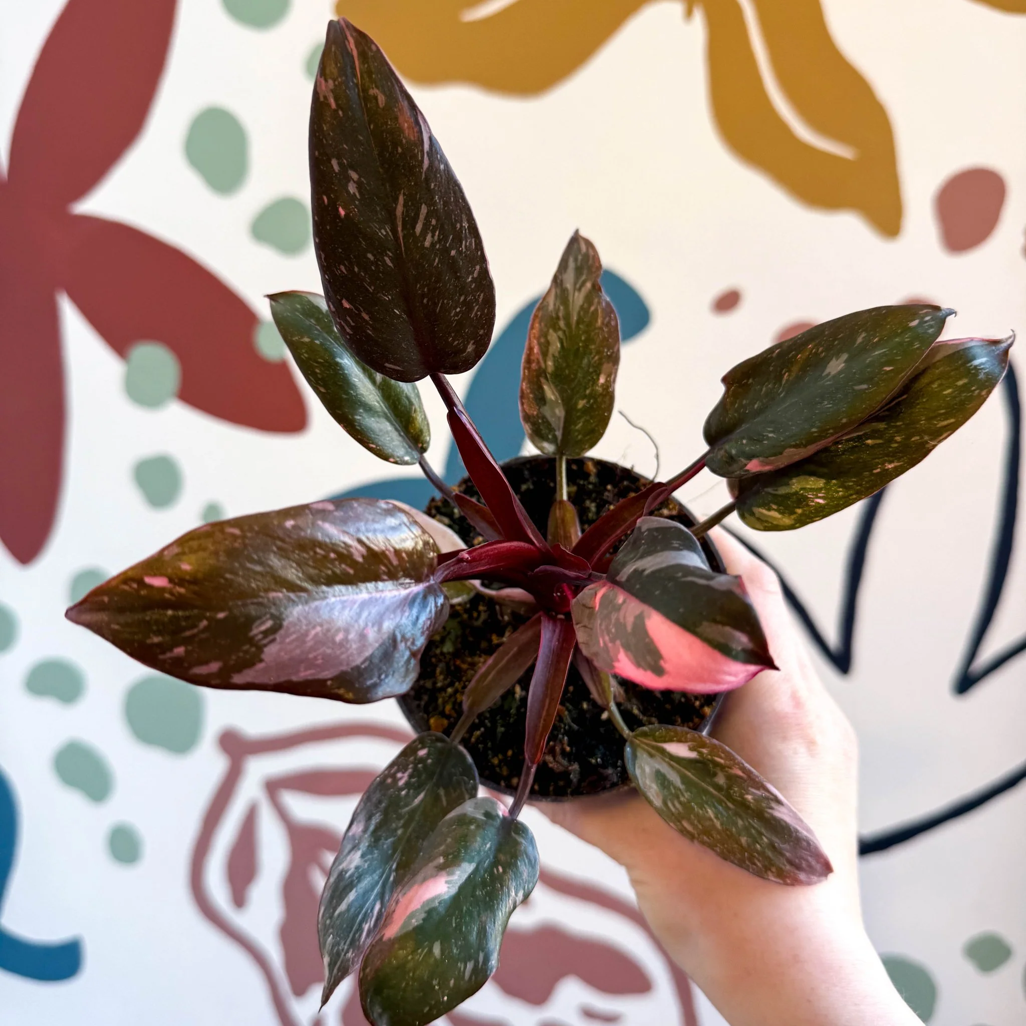Philodendron erubescens 'Pink Princess Marble' - Image 8