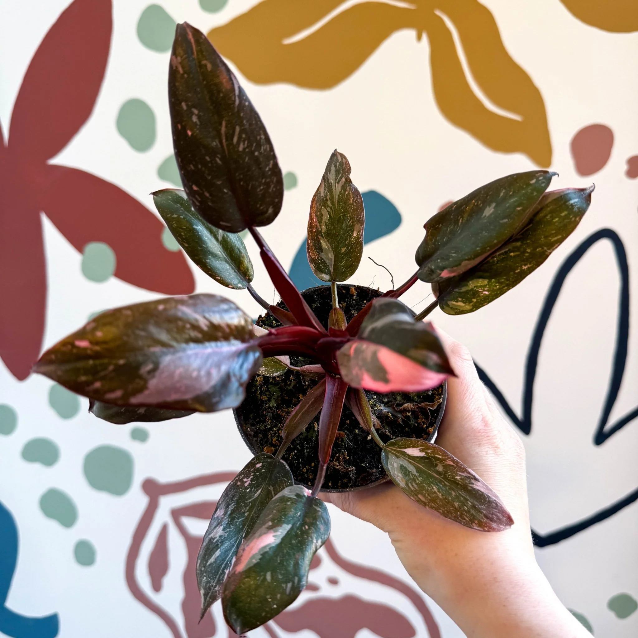 Philodendron erubescens 'Pink Princess Marble' - Image 9