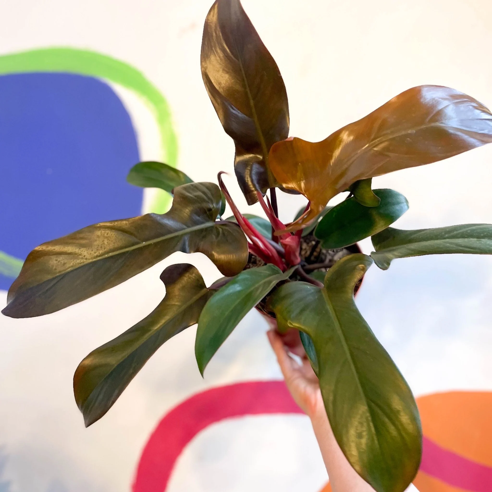 Philodendron 'Florida Bronze'