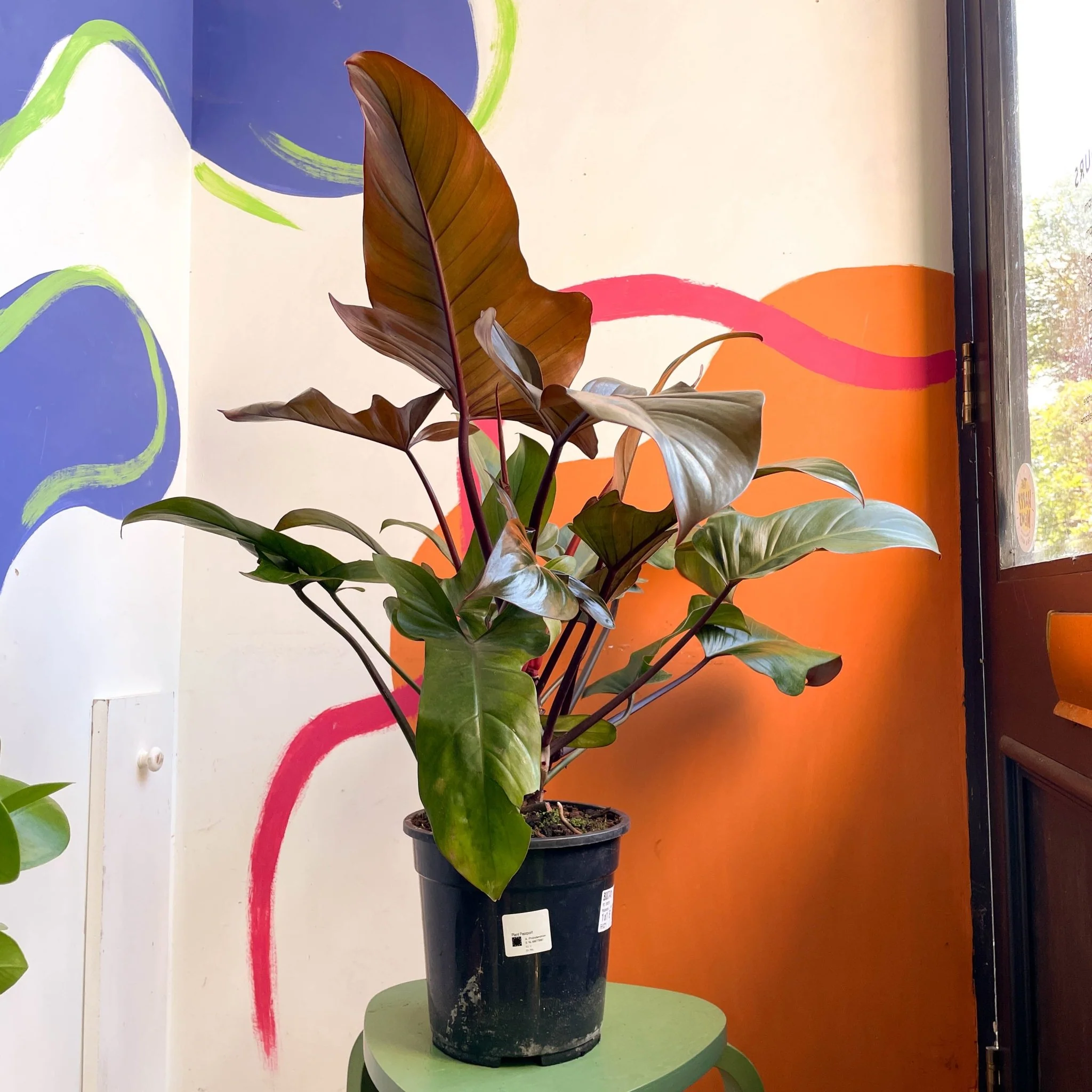Philodendron 'Florida Bronze' - Image 2