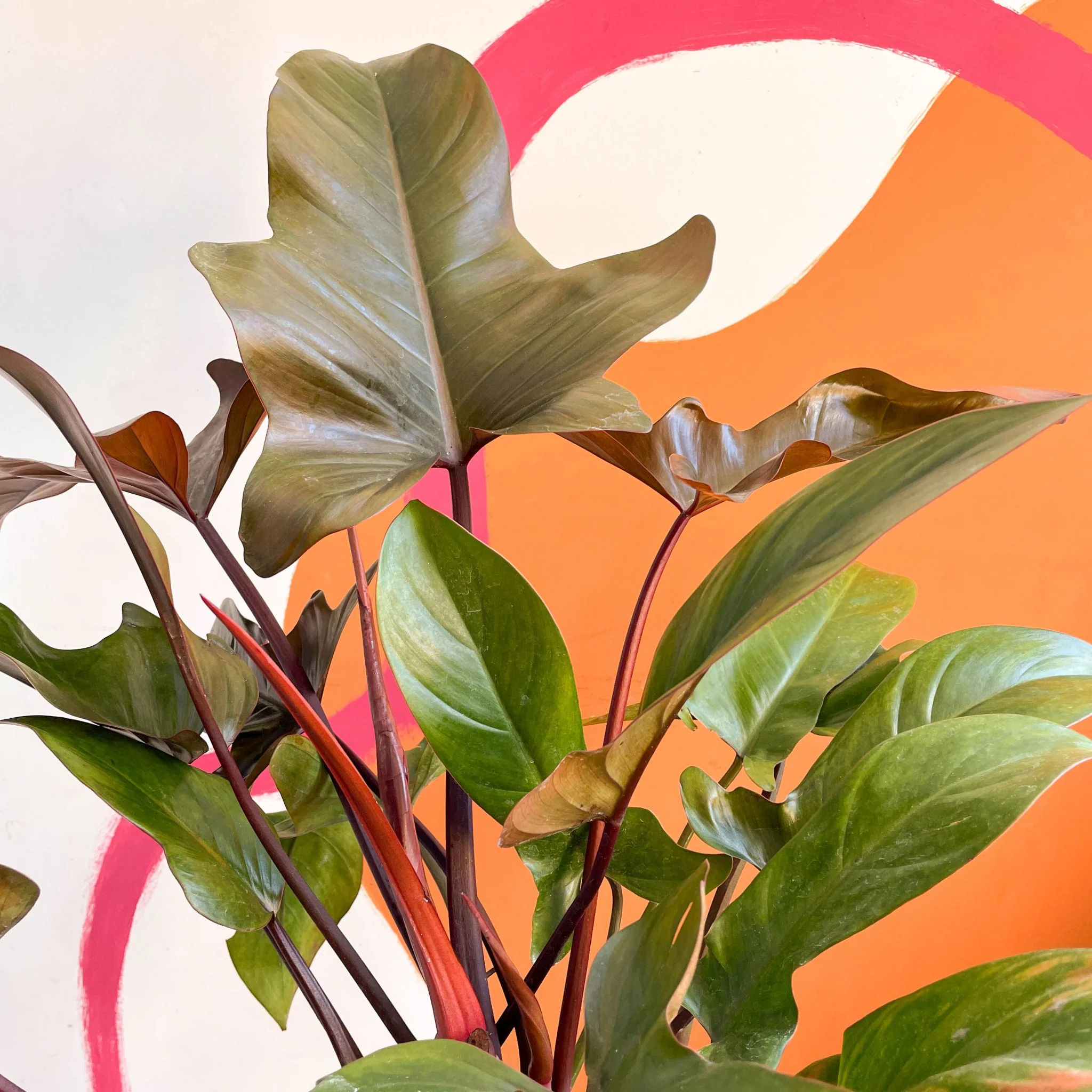 Philodendron 'Florida Bronze' - Image 3