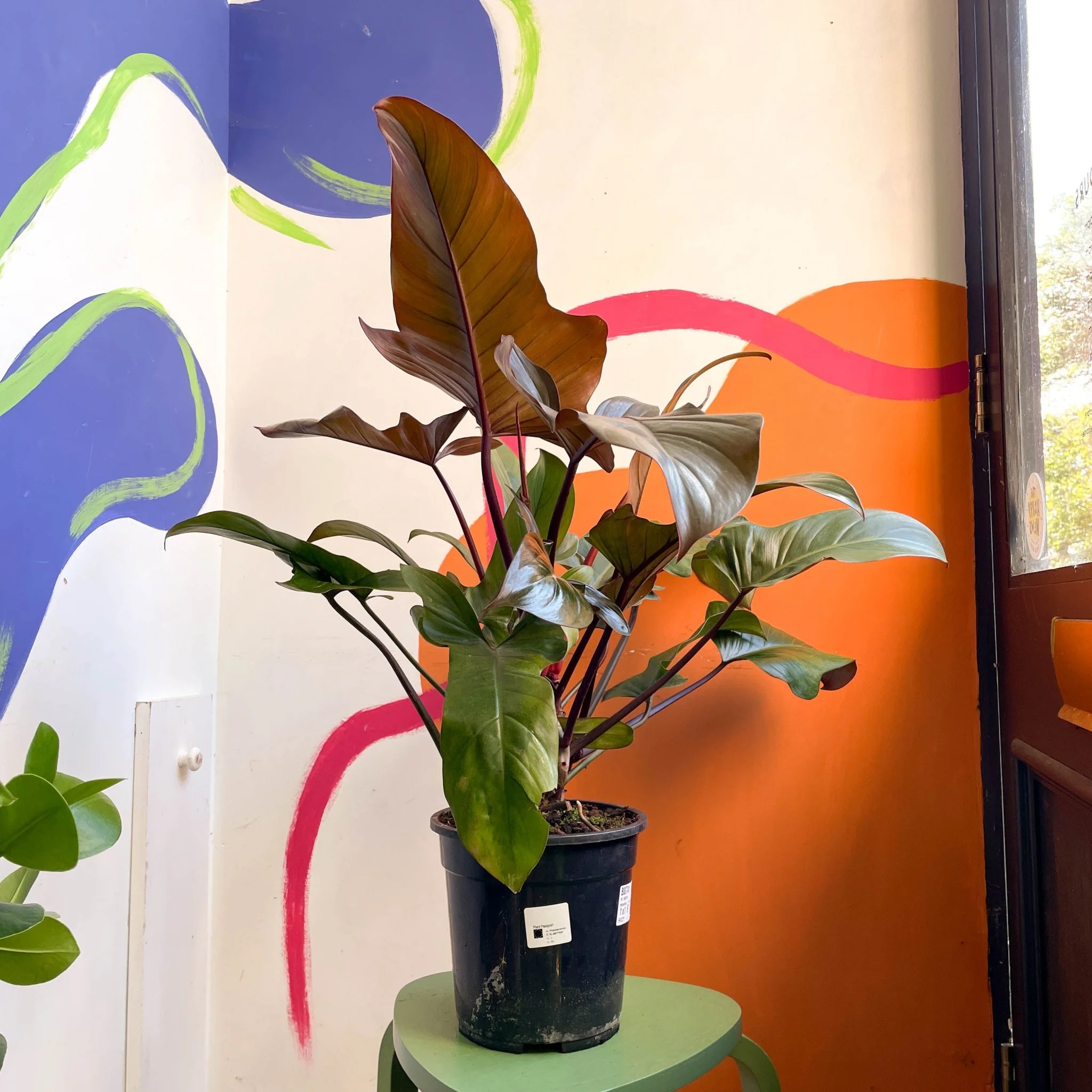 Philodendron 'Florida Bronze' - Image 4