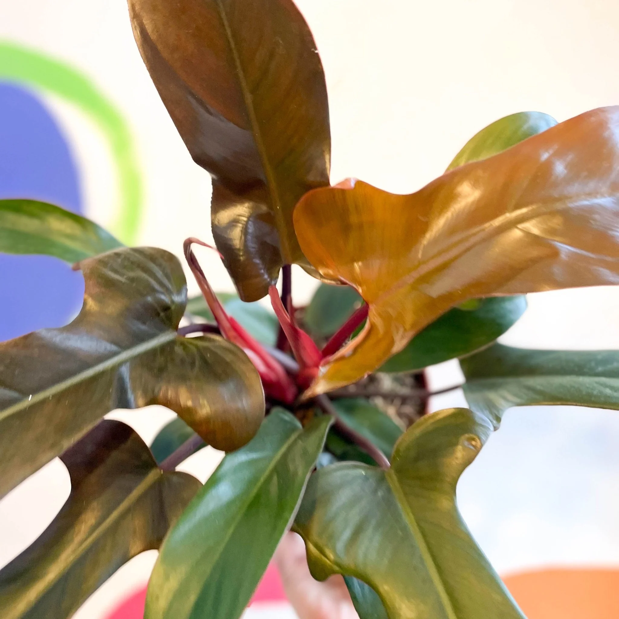 Philodendron 'Florida Bronze' - Image 5