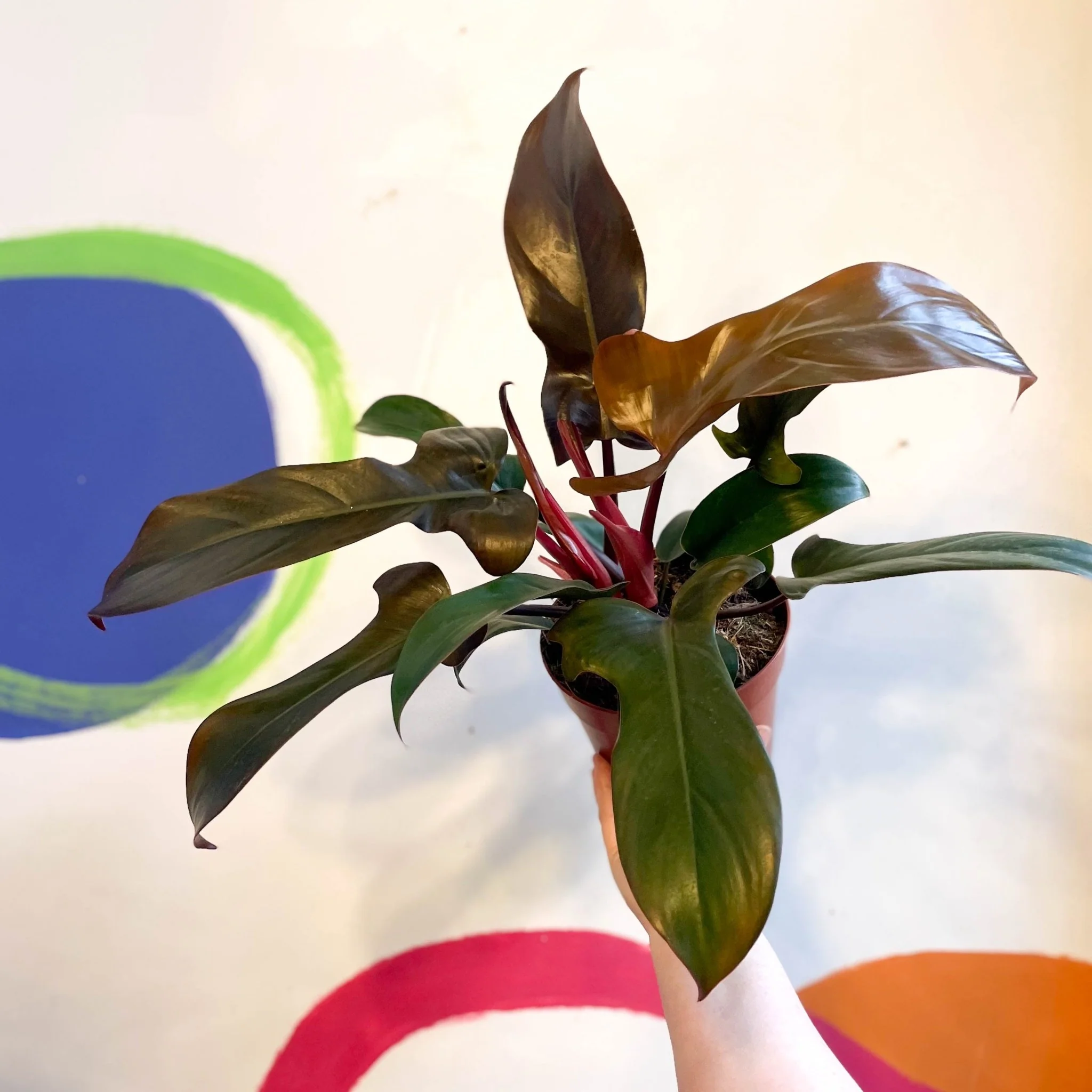 Philodendron 'Florida Bronze' - Image 6