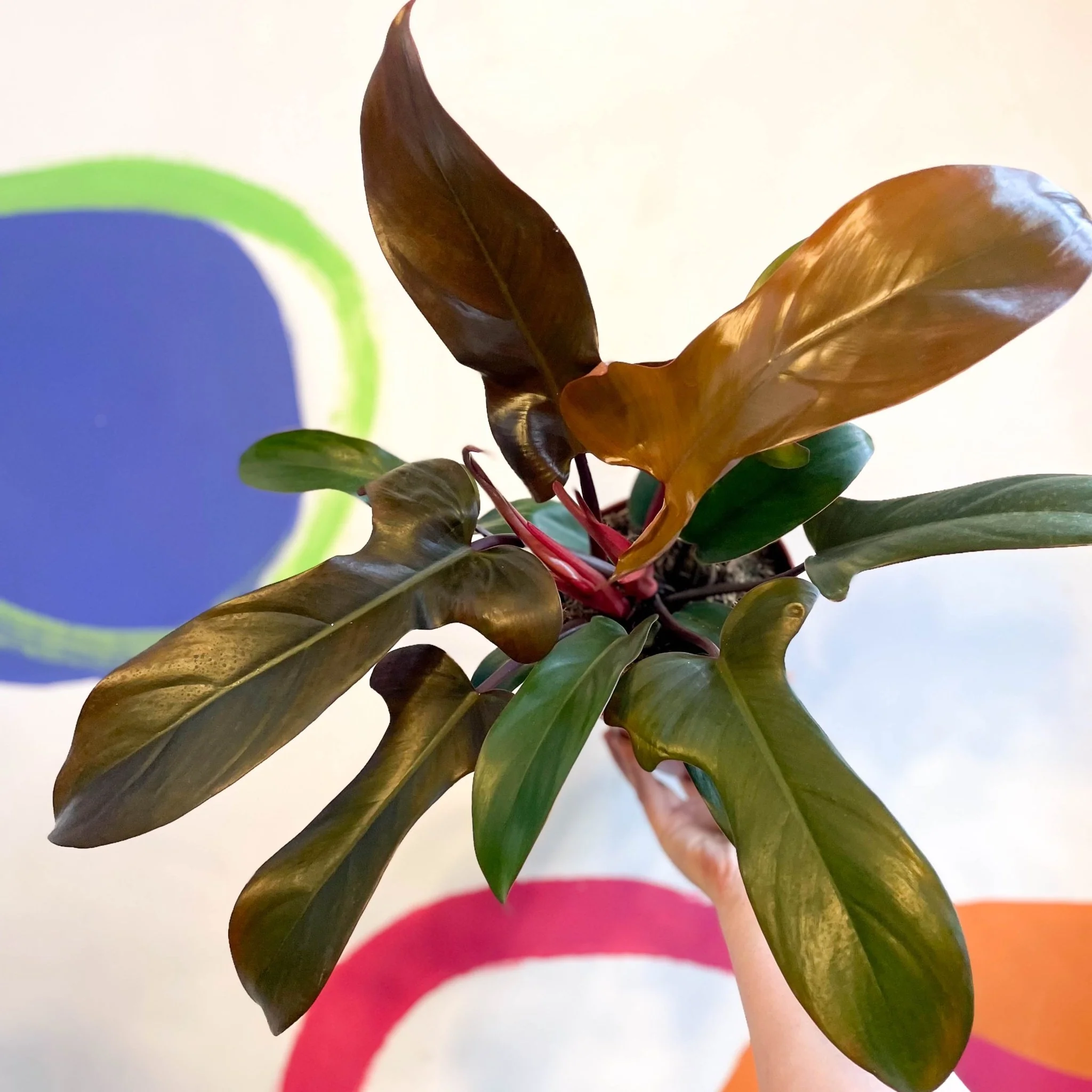 Philodendron 'Florida Bronze' - Image 7