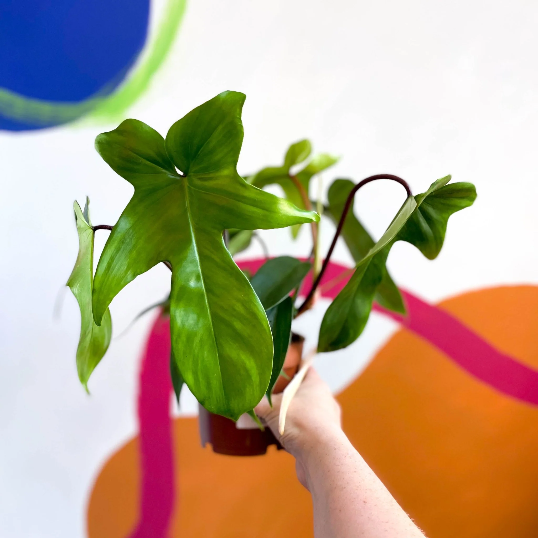 Philodendron squamiferum x pedatum 'Florida Green'