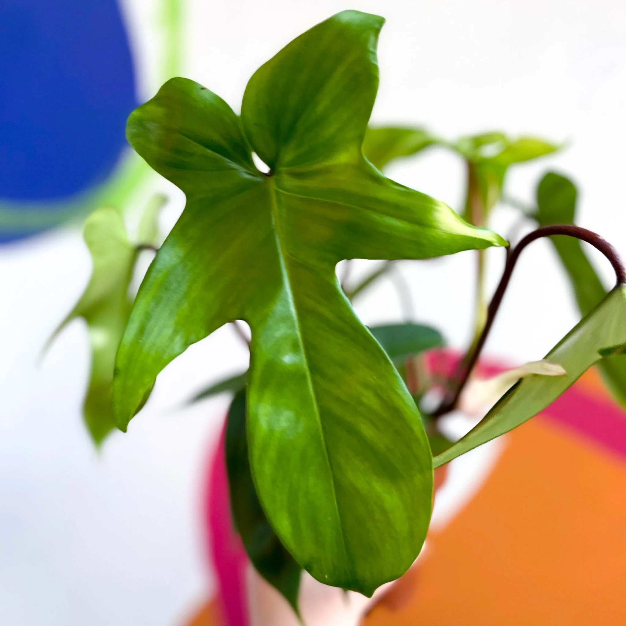 Philodendron squamiferum x pedatum 'Florida Green' - Image 2