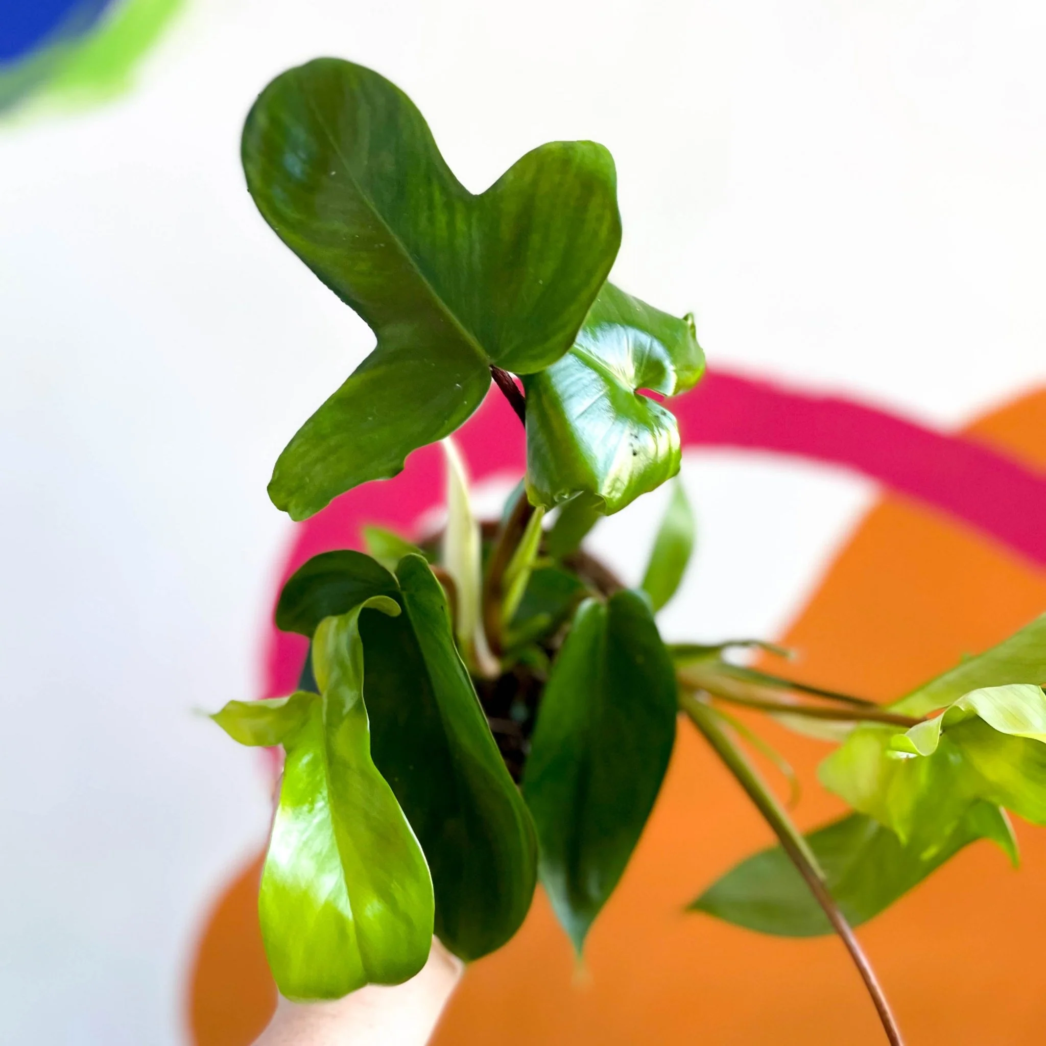 Philodendron squamiferum x pedatum 'Florida Green' - Image 3
