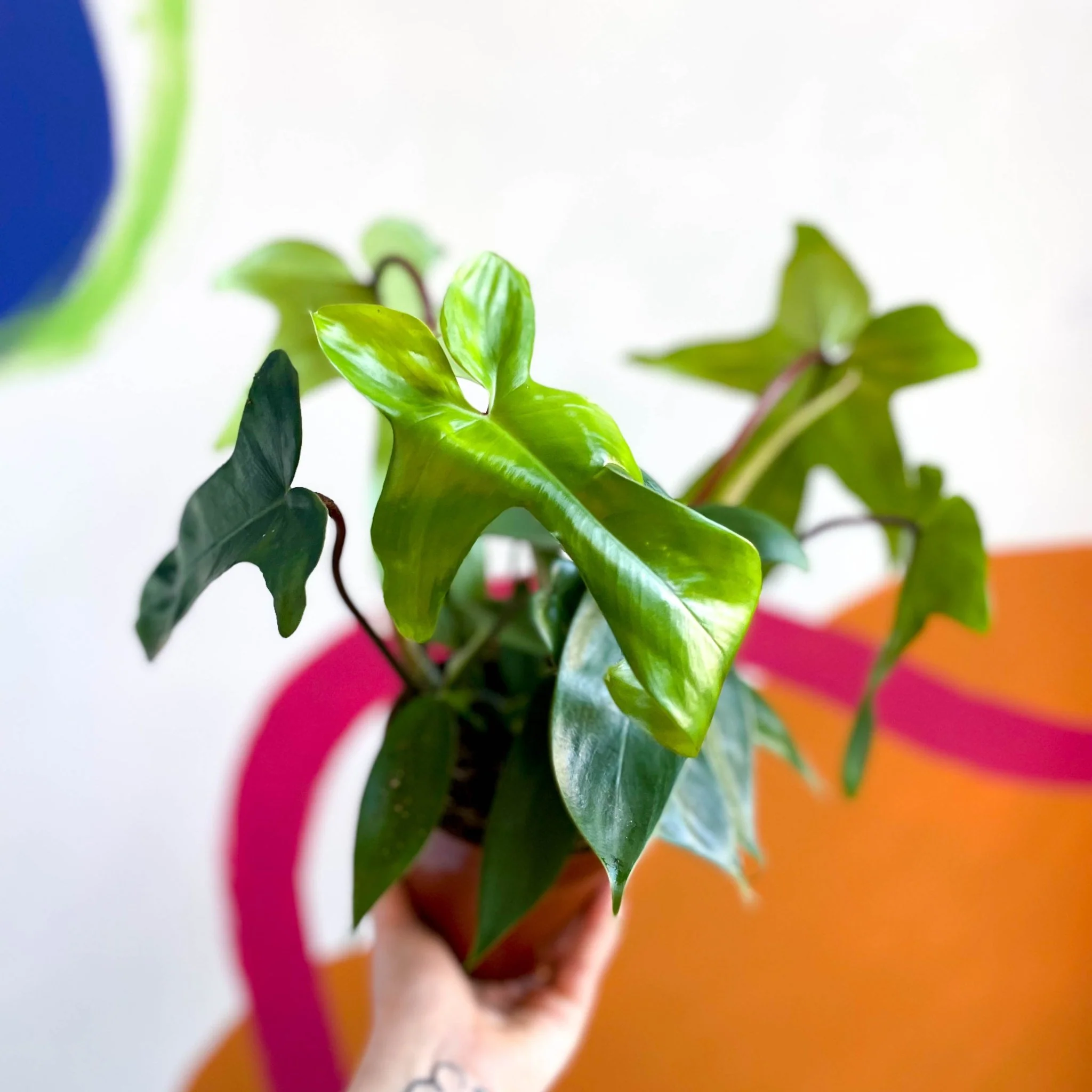 Philodendron squamiferum x pedatum 'Florida Green' - Image 4