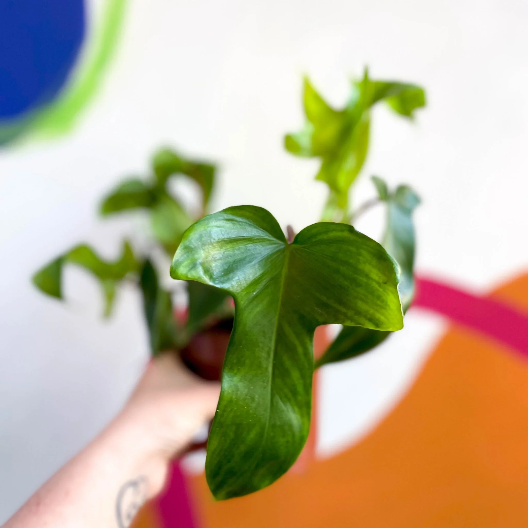 Philodendron squamiferum x pedatum 'Florida Green' - Image 5