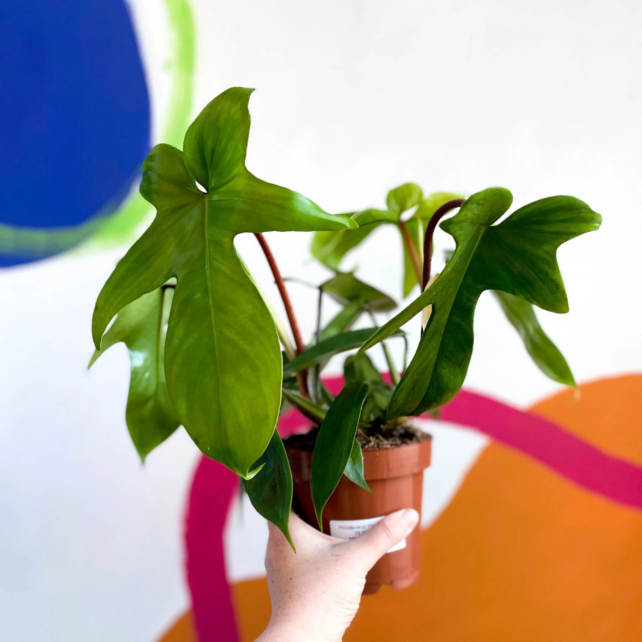 Philodendron squamiferum x pedatum 'Florida Green' - Image 7