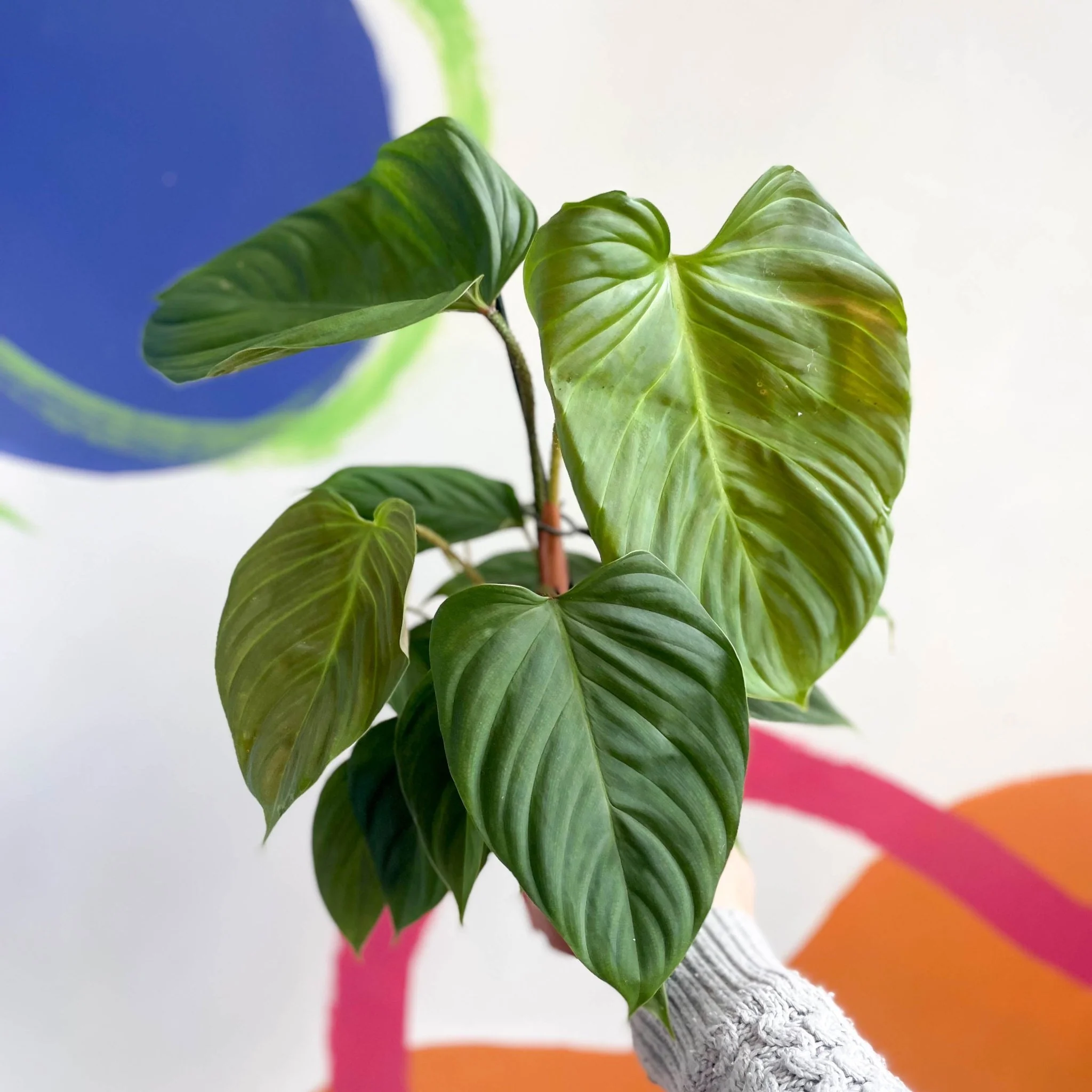 Philodendron	nangaritense 'Fuzzy Petiole'