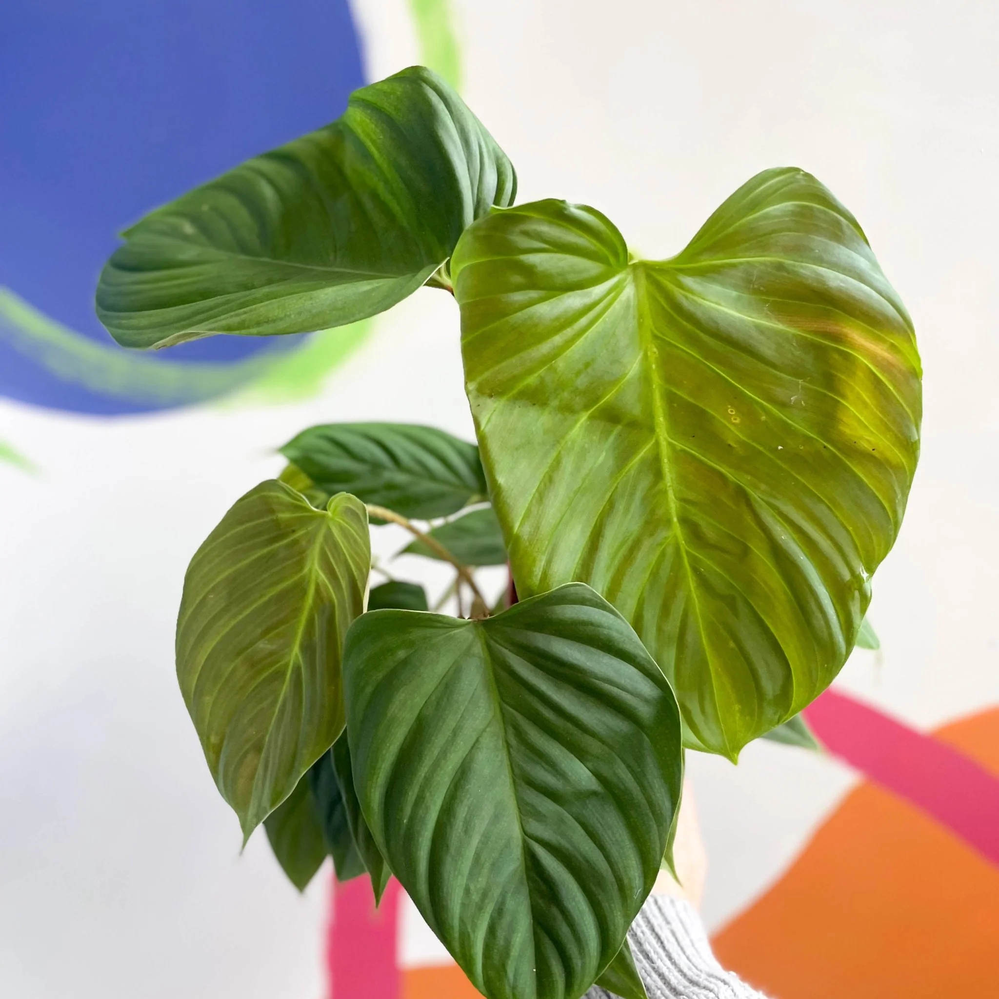Philodendron	nangaritense 'Fuzzy Petiole' - Image 2
