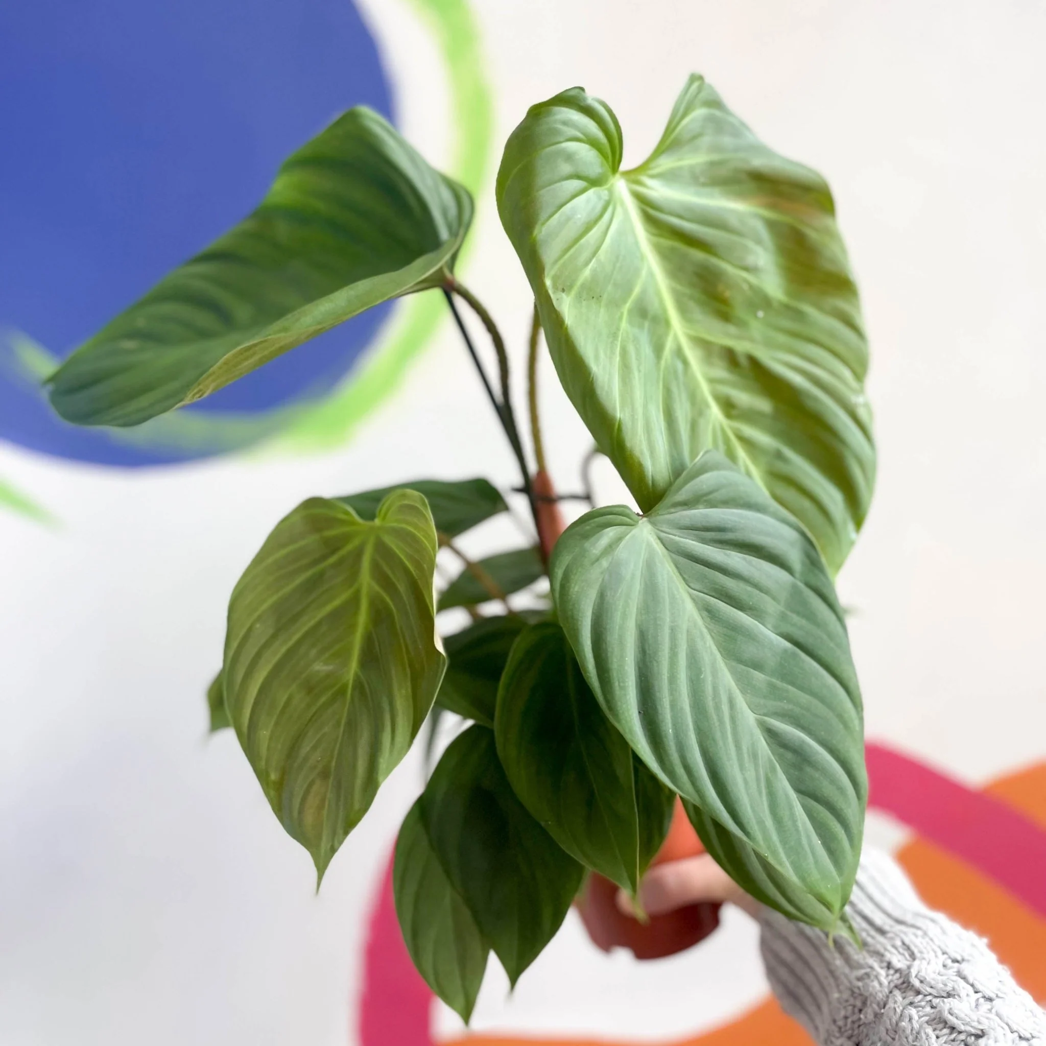 Philodendron	nangaritense 'Fuzzy Petiole' - Image 3