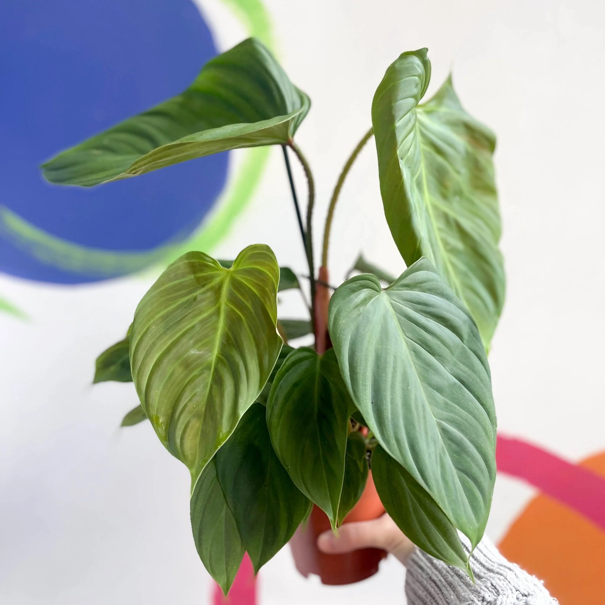 Philodendron	nangaritense 'Fuzzy Petiole' - Image 4